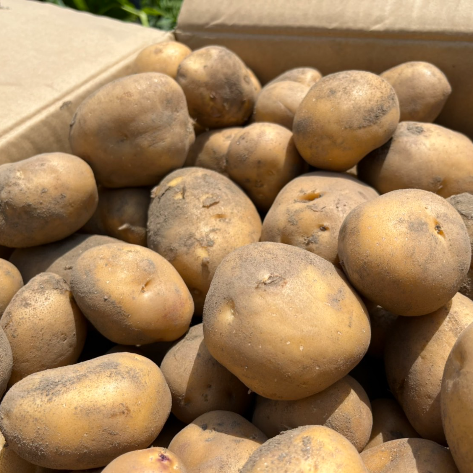 新じゃが！インカのめざめ】 京都府産 | 野菜/じゃがいも 産直アウル
