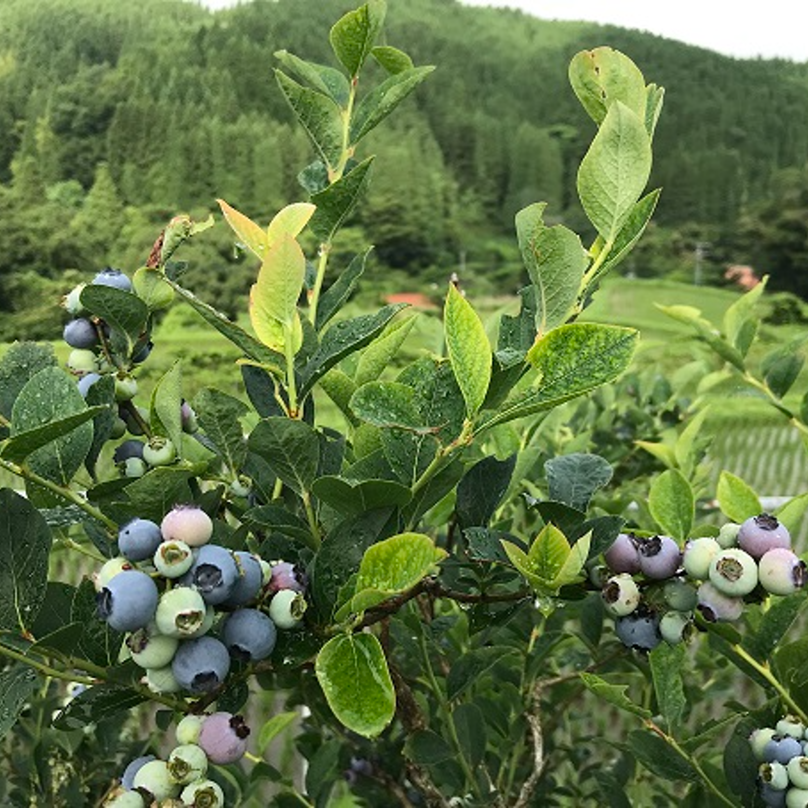 朝摘みブルーベリー　4Kg