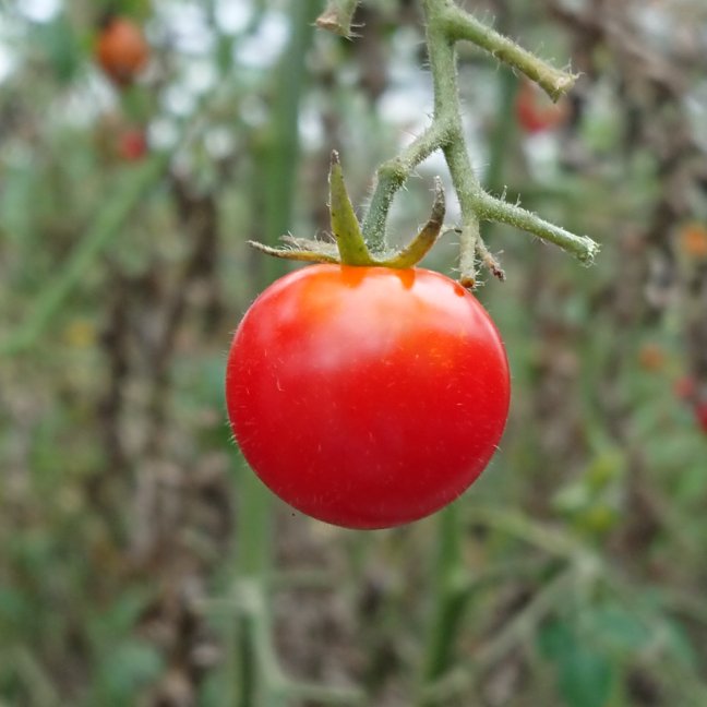金×3】幻のトマト【飯田農園】《極上》miuトマトジュース金300ml×3本