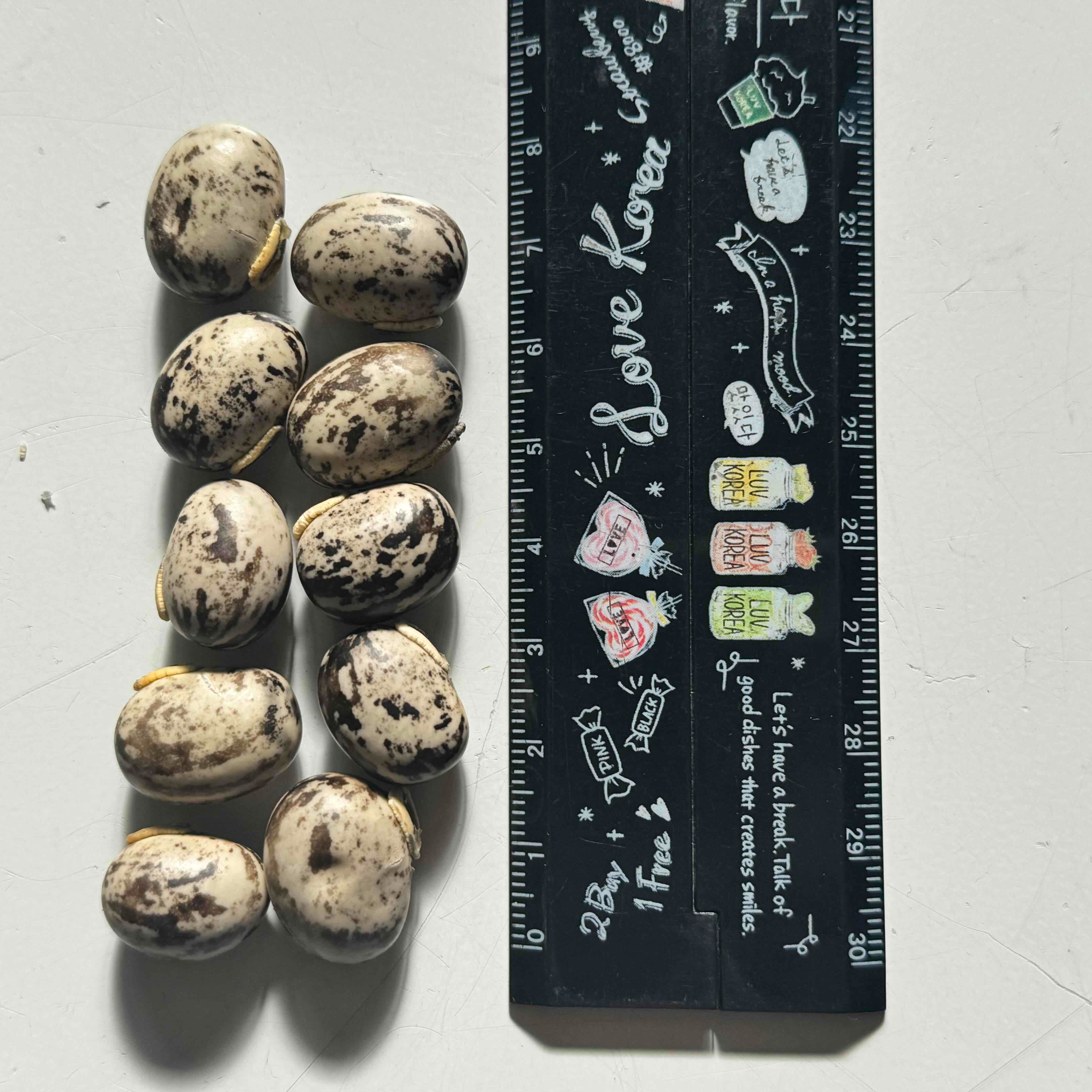 自然栽培 ムクナ豆 令和6年度 収穫 20粒 | 野菜/その他野菜 産直アウル