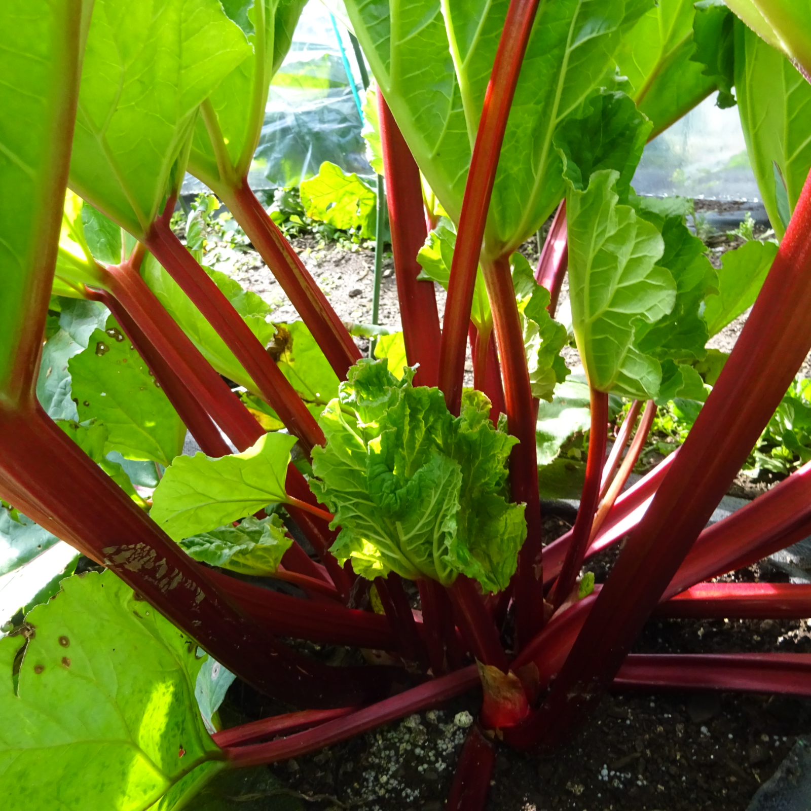 甘酸っぱさがたまらない まっ赤なルバーブ クリムゾンチェリー 生茎２キロ 野菜 ハーブ 産直アウル 農家から直接野菜 などの食材を購入できる産地直送の宅配通販サイト
