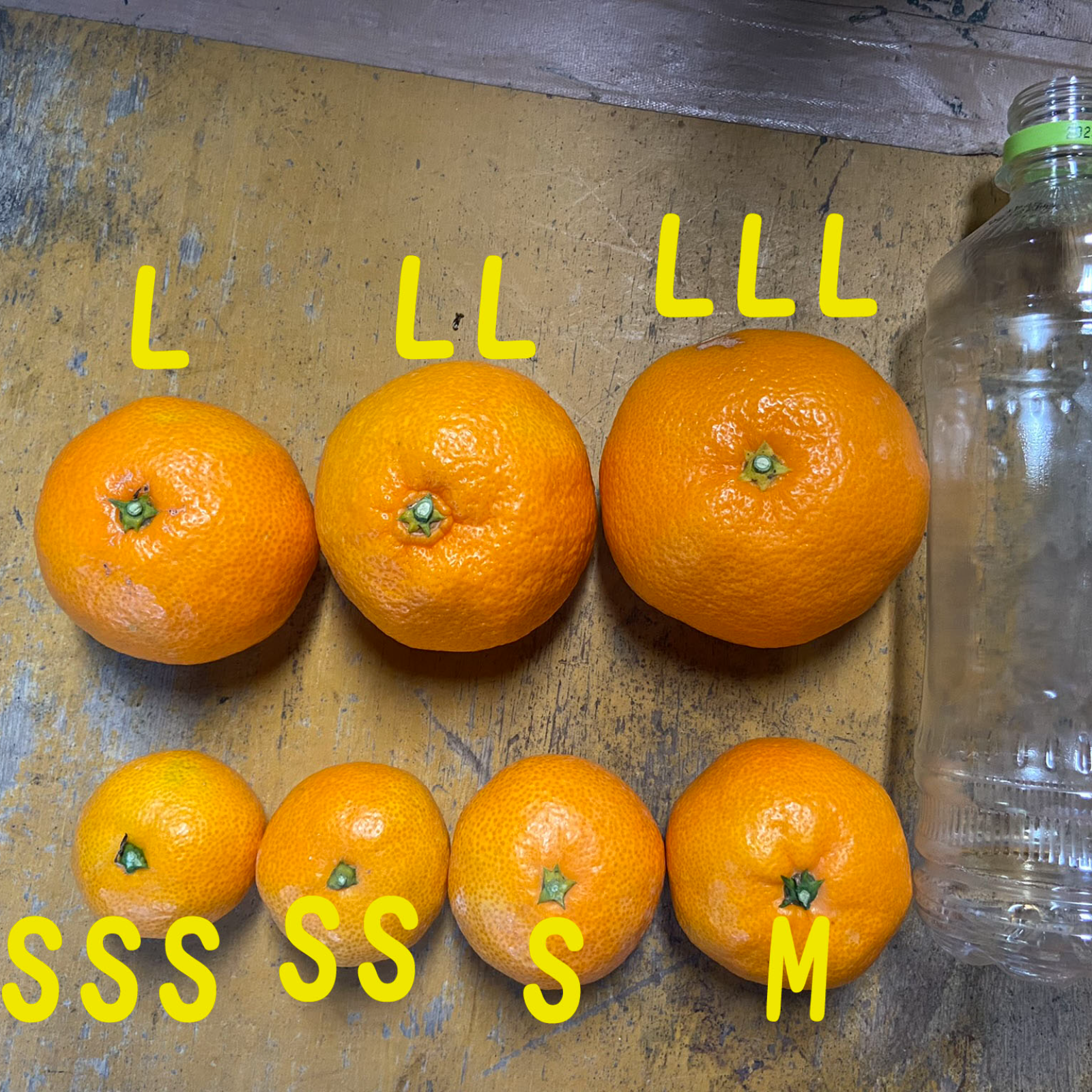 大玉】南柑20号10kg | 果物/温州みかん 産直アウル 農家から直接野菜