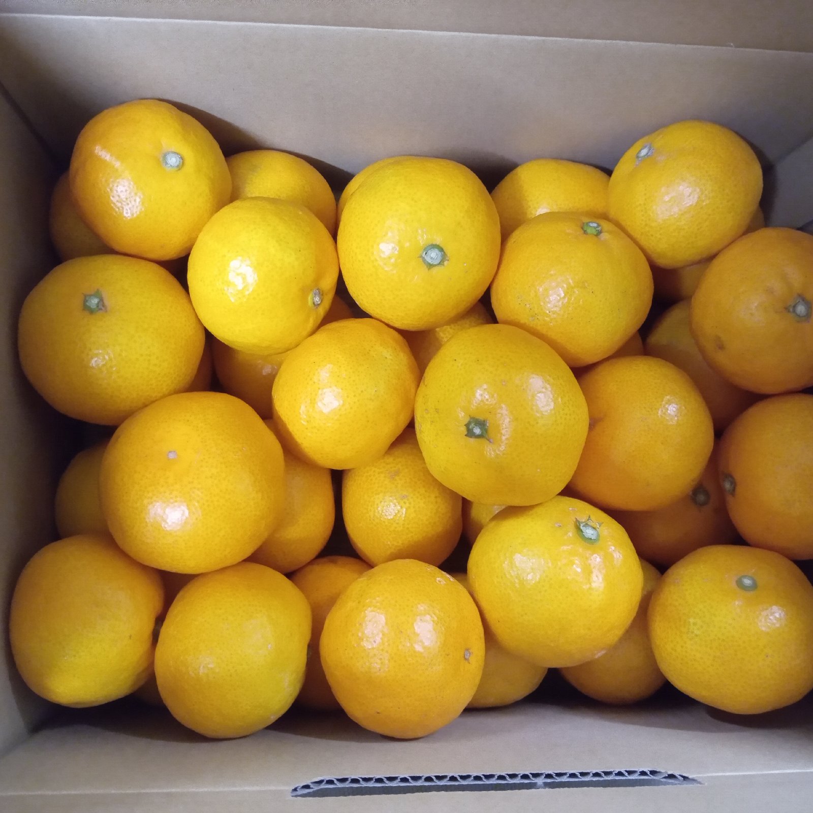 早生温州みかん小玉ちゃん！2.5キロ | 果物/温州みかん 産直アウル