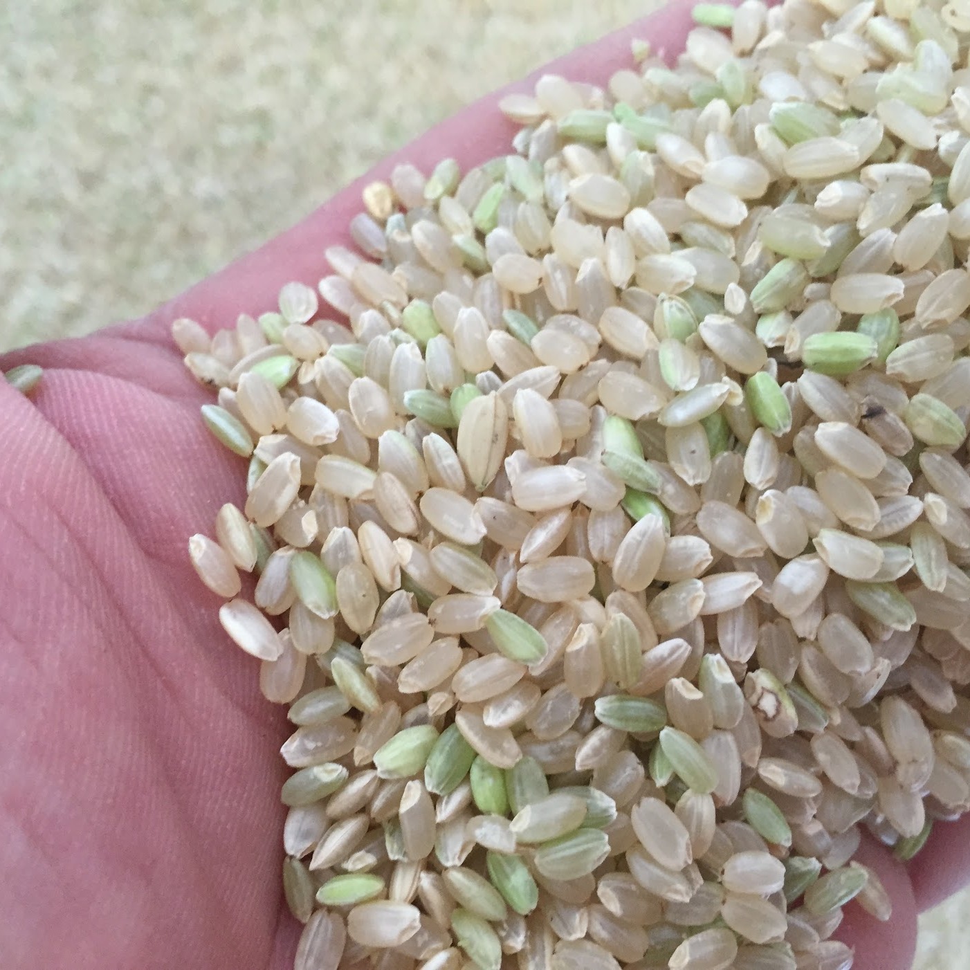 麦様専用 新米 無農薬コシヒカリ玄米20kg(5kg×4)令和3年