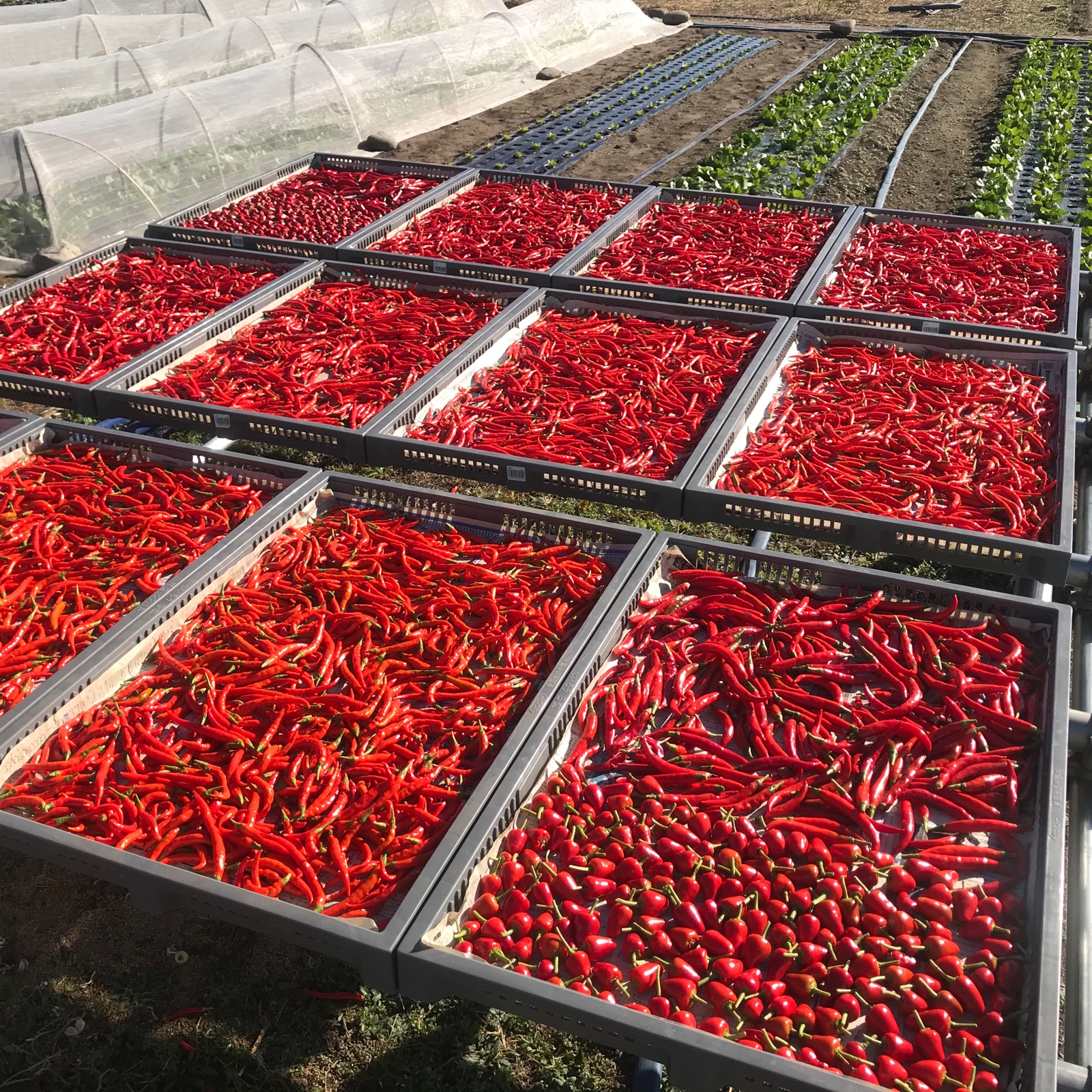 乾燥唐辛子(辛口) | 野菜/スパイス 産直アウル 農家から直接野菜などの