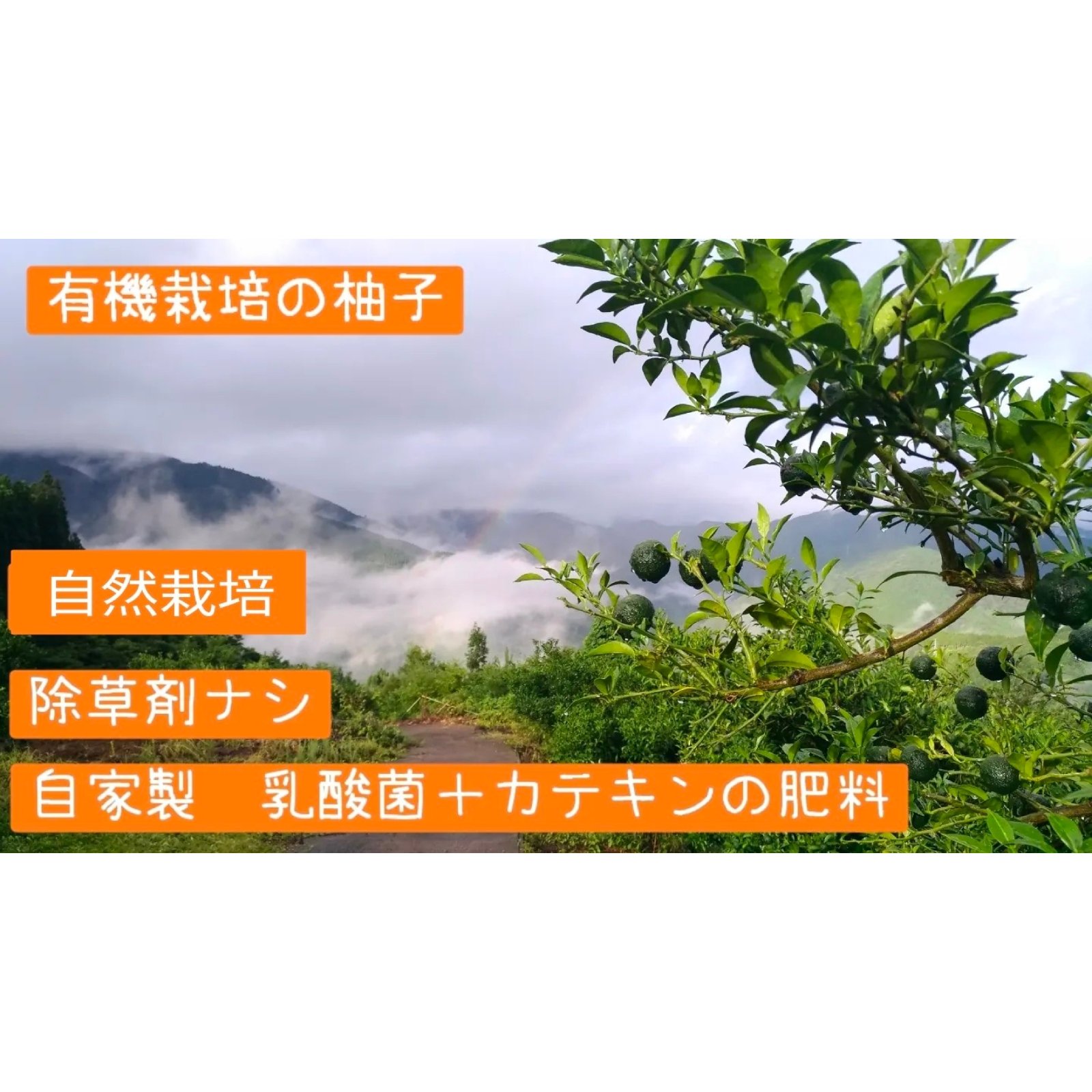 Yuzfactory（宮崎県・西米良村）｜生産者詳細｜産直アウル