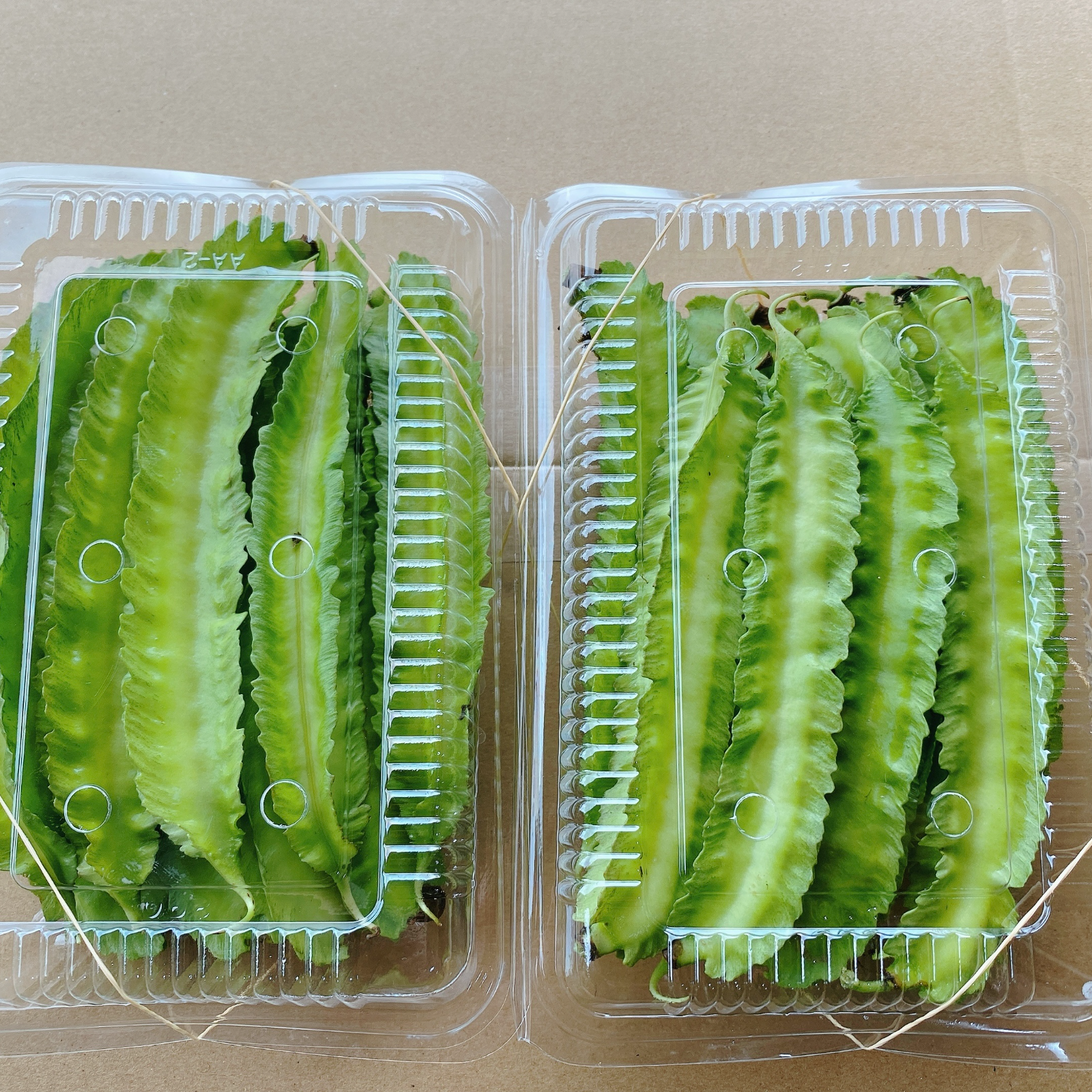 うりずん豆（琉球四角豆）約５kg 【常温便】③ 沖縄県産