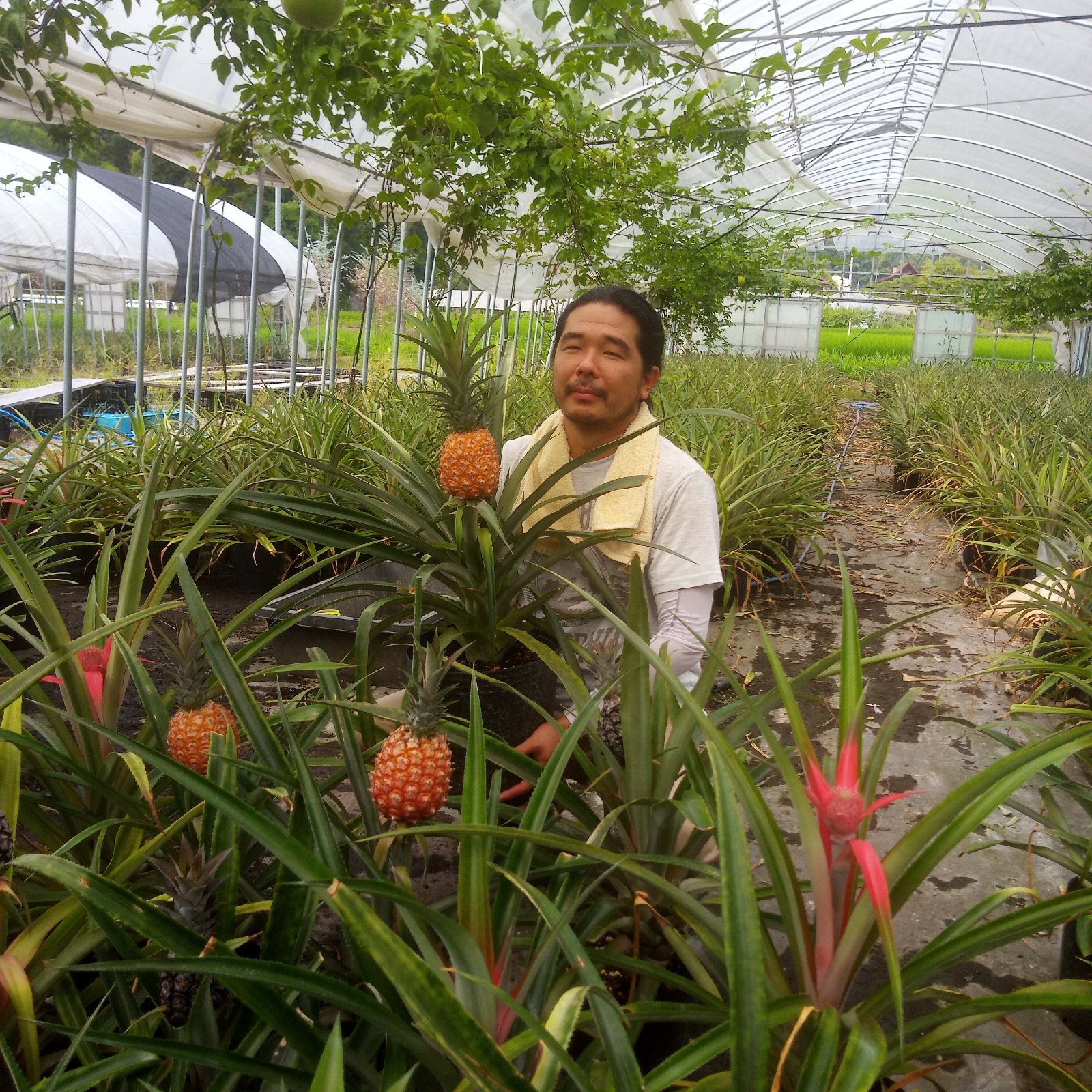 【ご自宅用】ピーチパイン20キロ c7aadab5a4f84c4fb04cb2237ef78e