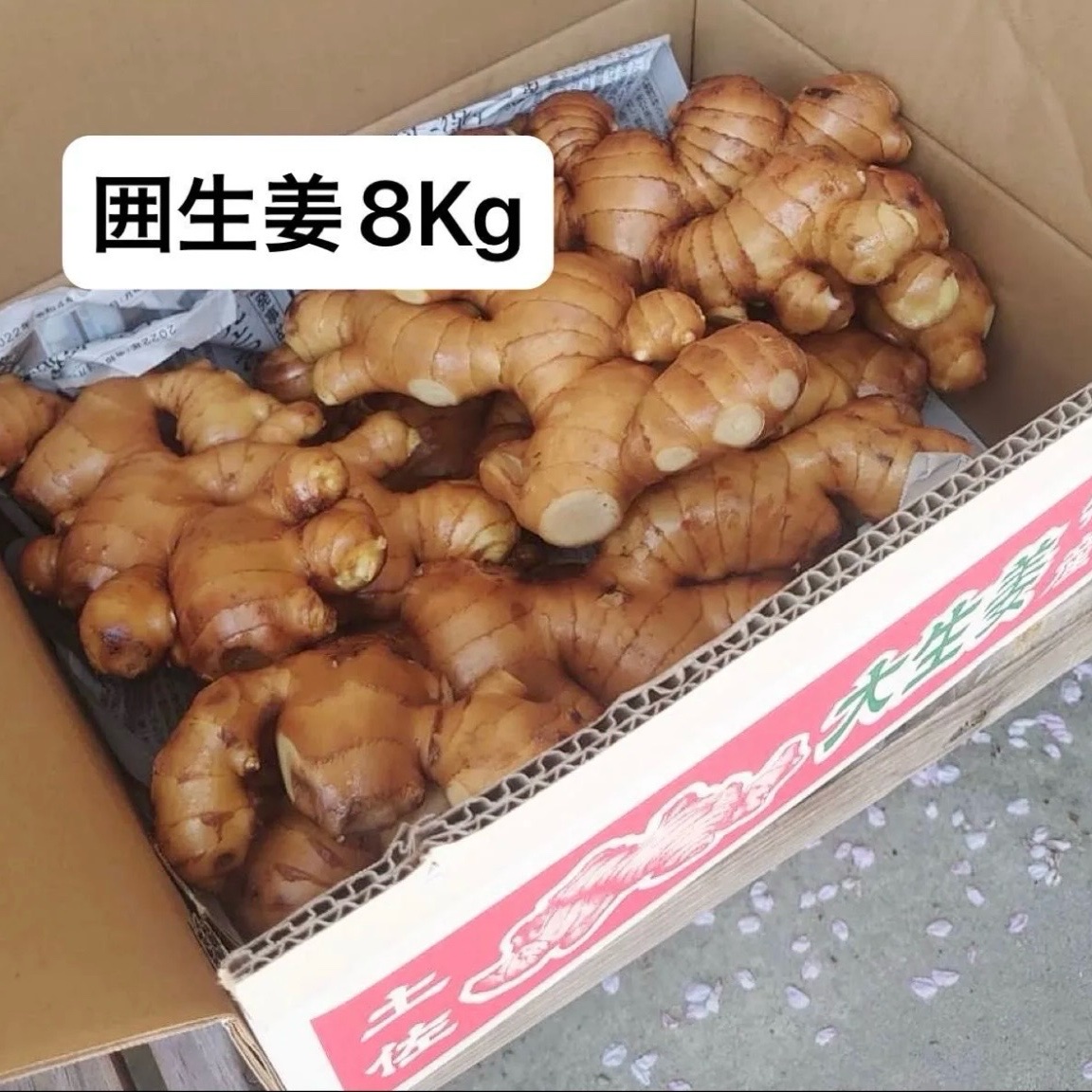 親生姜8kg A等級』高知県産囲生姜8kg ｜ 野菜/薬味 産直アウル 農家・漁師など