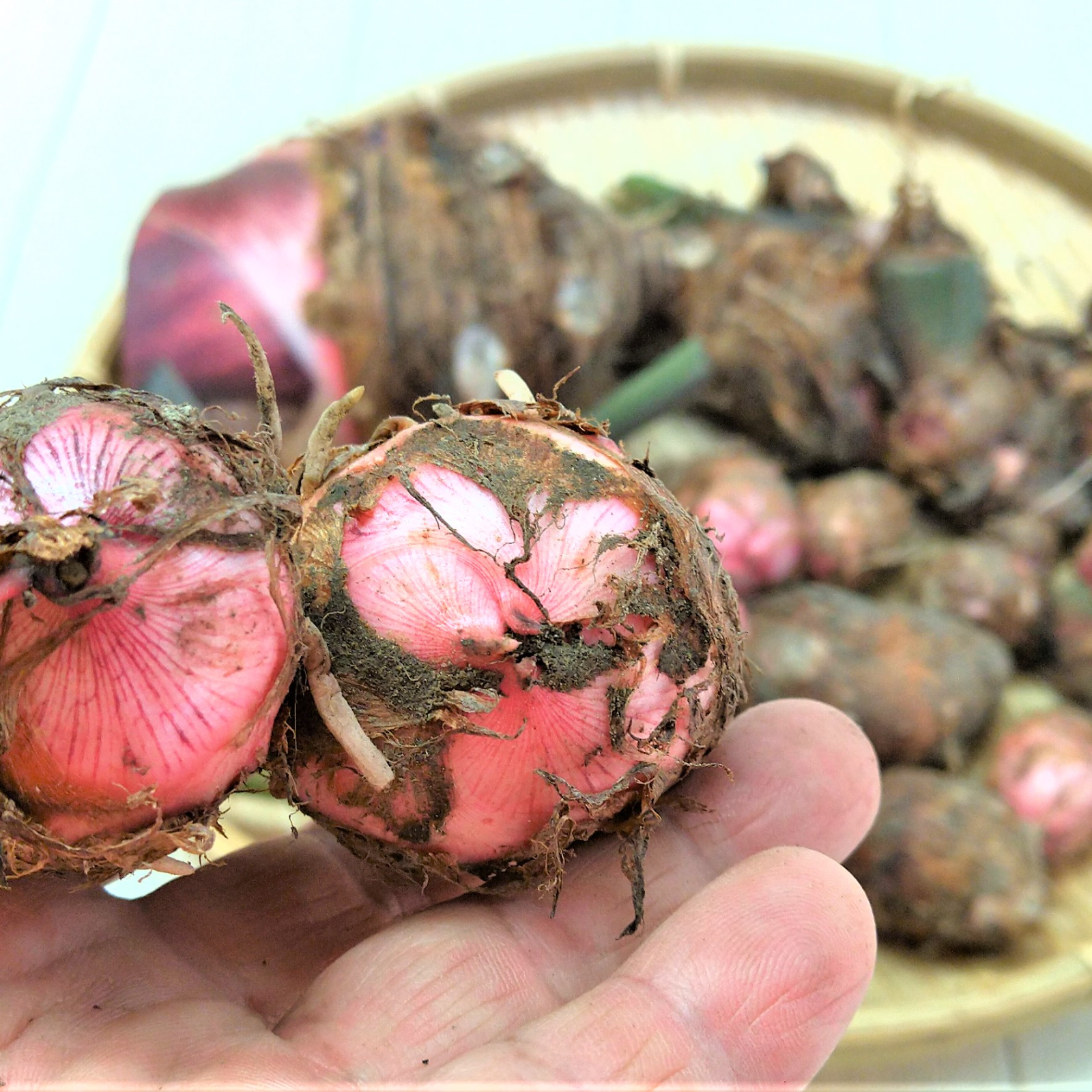 おいしいよ♡大きな里芋　農薬不使用