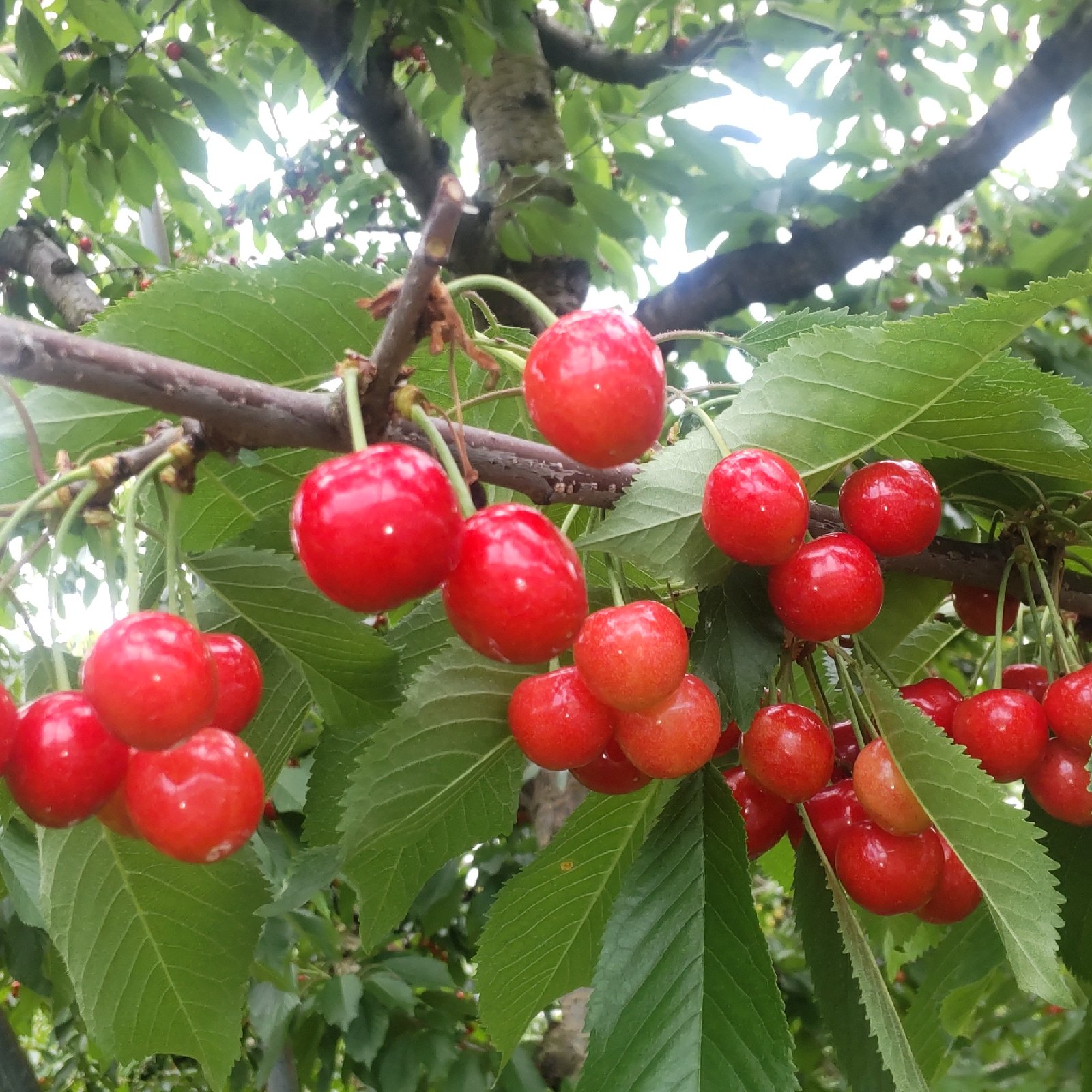 訳あり紅さやか箱込み1.2キロ | 果物/さくらんぼ 産直アウル 農家から