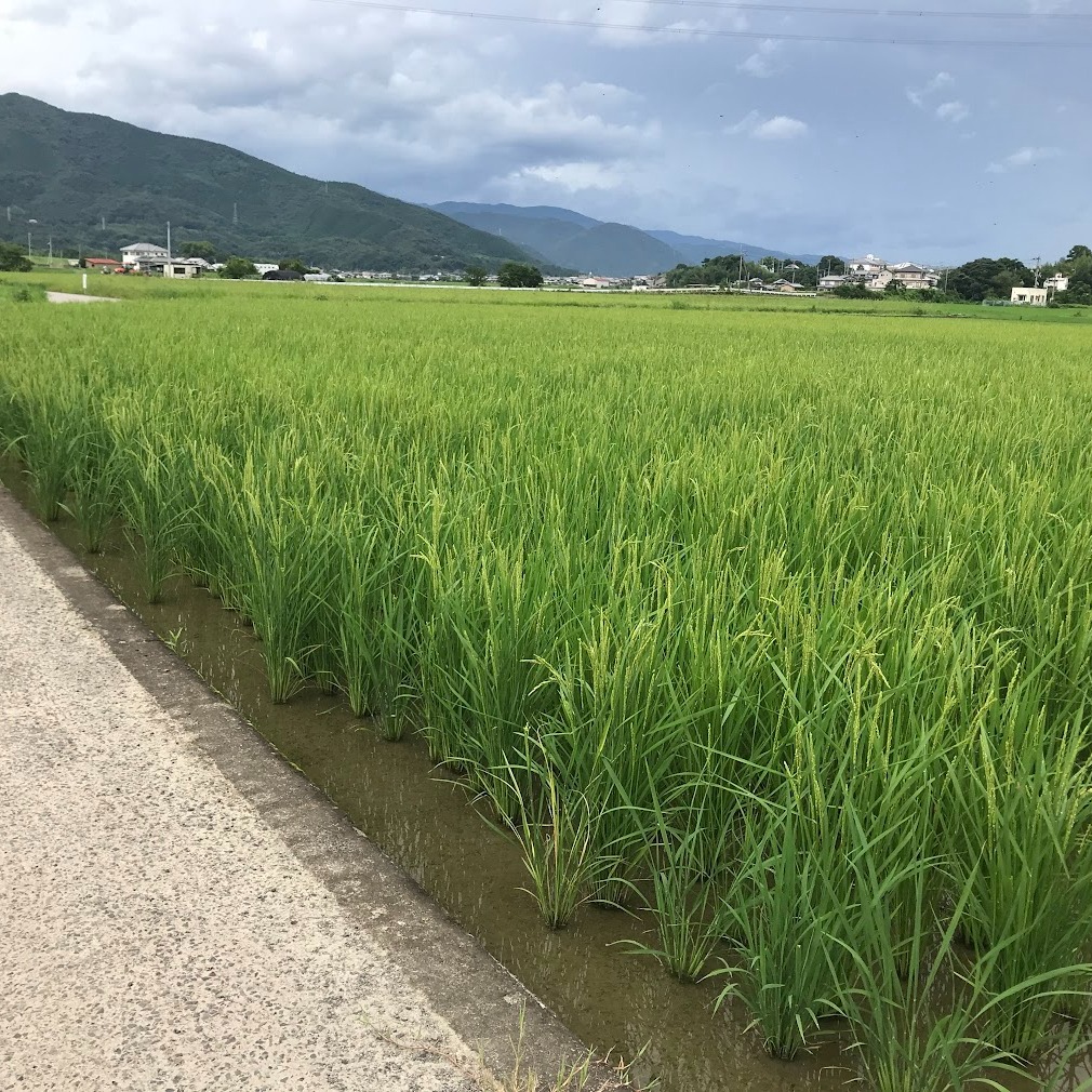 令和6年度産 徳島県産 玄米 虹のきらめき | 米・穀物/玄米 産直アウル