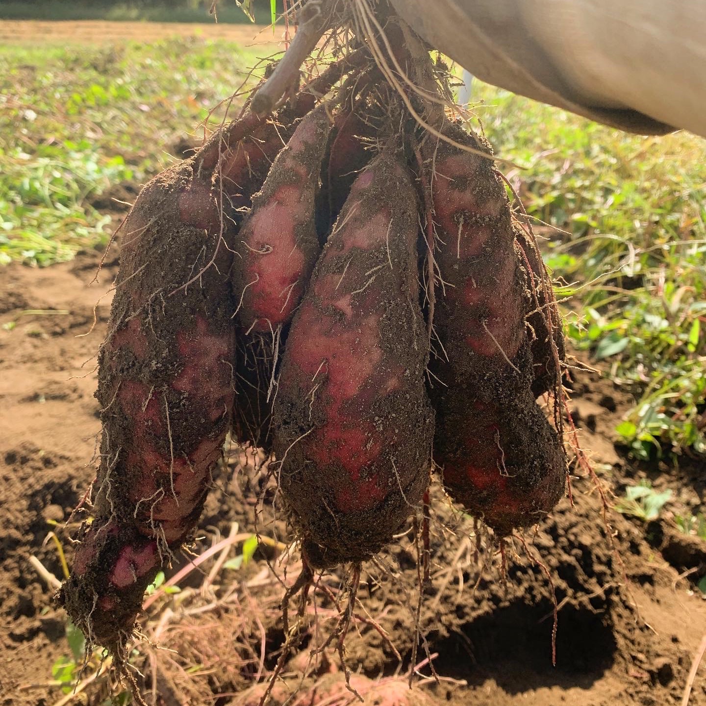 B品】無農薬さつまいも（紅はるか）10kg ｜ 野菜/さつまいも 産直