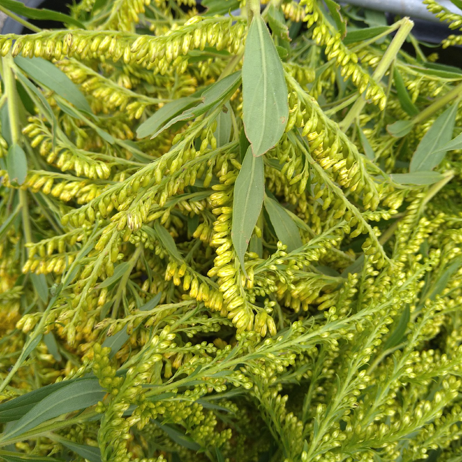 乾燥セイタカアワダチソウ | お茶/その他のお茶 産直アウル 農家から