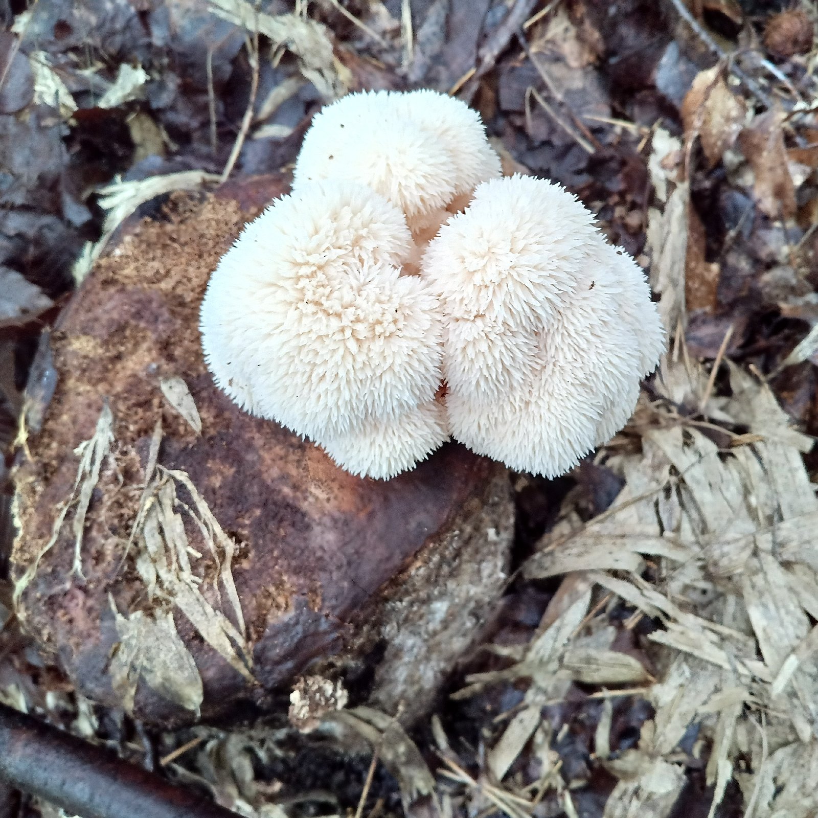 1ec9000b24d833c0ac8ed415a46dbc