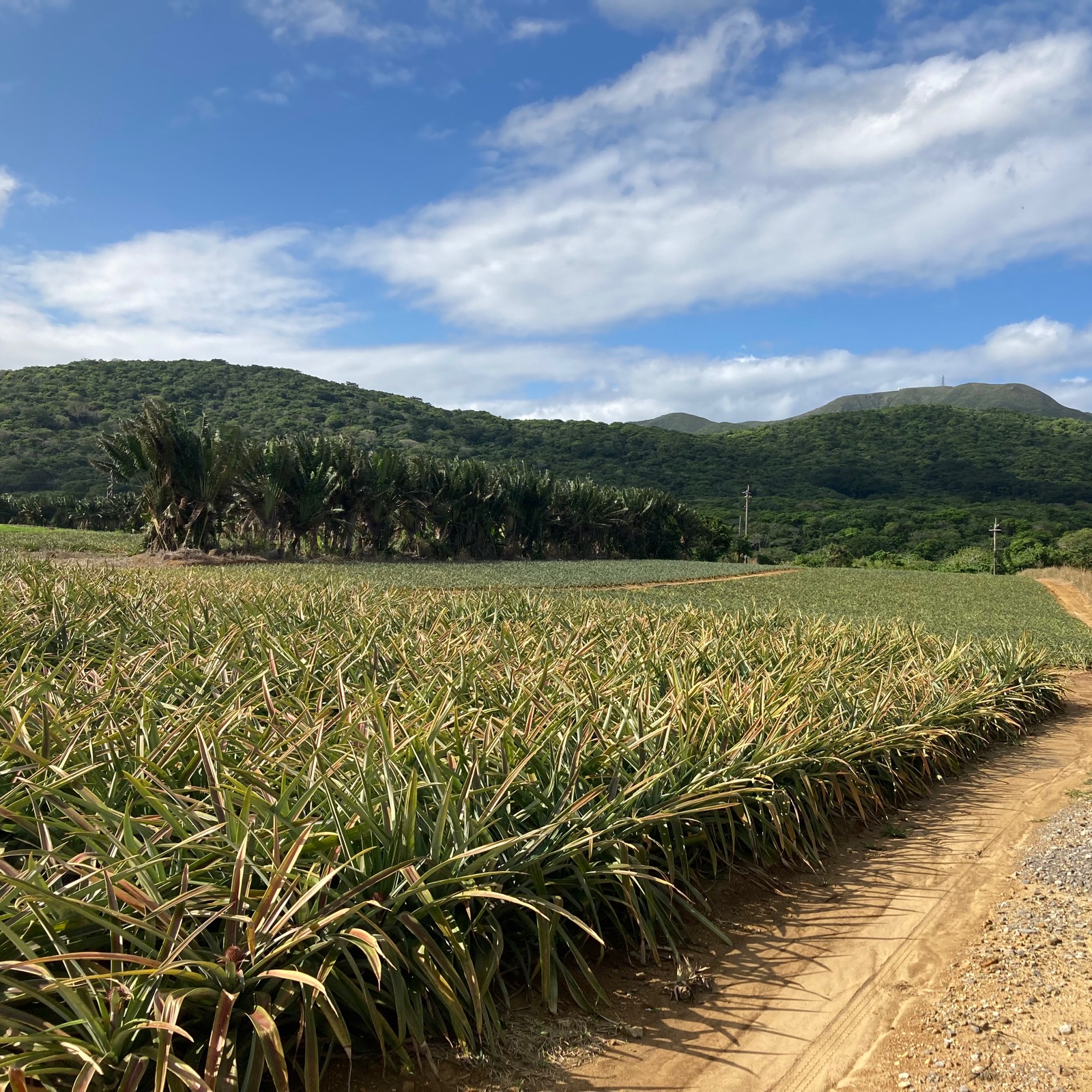 最高峰パイナップル》石垣島産ゴールドバレル1玉【1,5kg以上