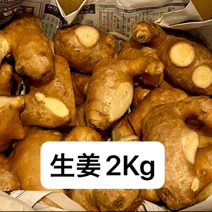 赤生姜 しょうが 高知県産 20kg 赤生姜 しょうが 高知県産 20kg
