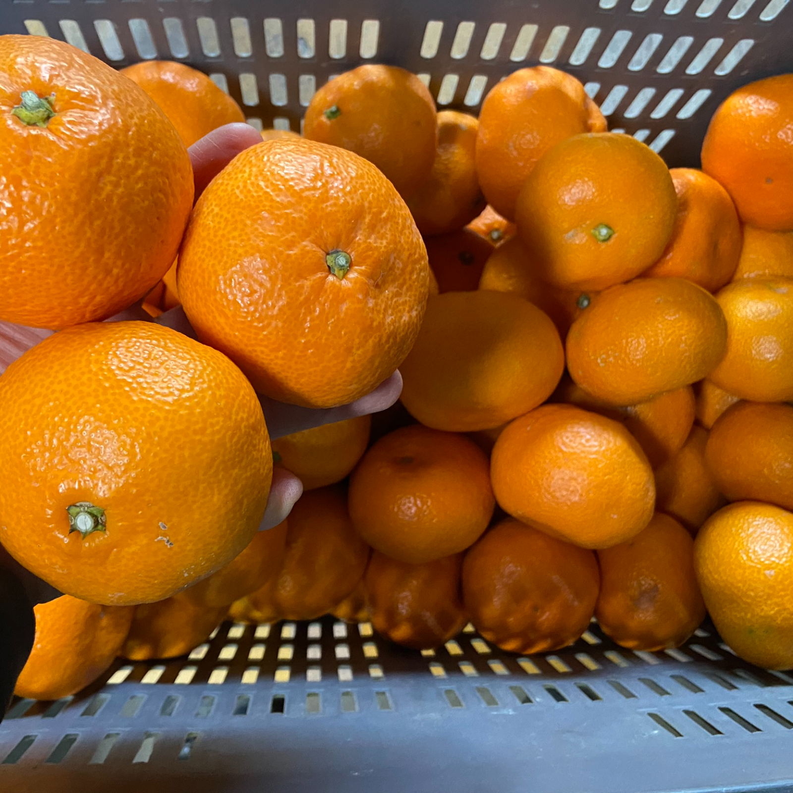 大玉】南柑20号10kg | 果物/温州みかん 産直アウル 農家から直接野菜