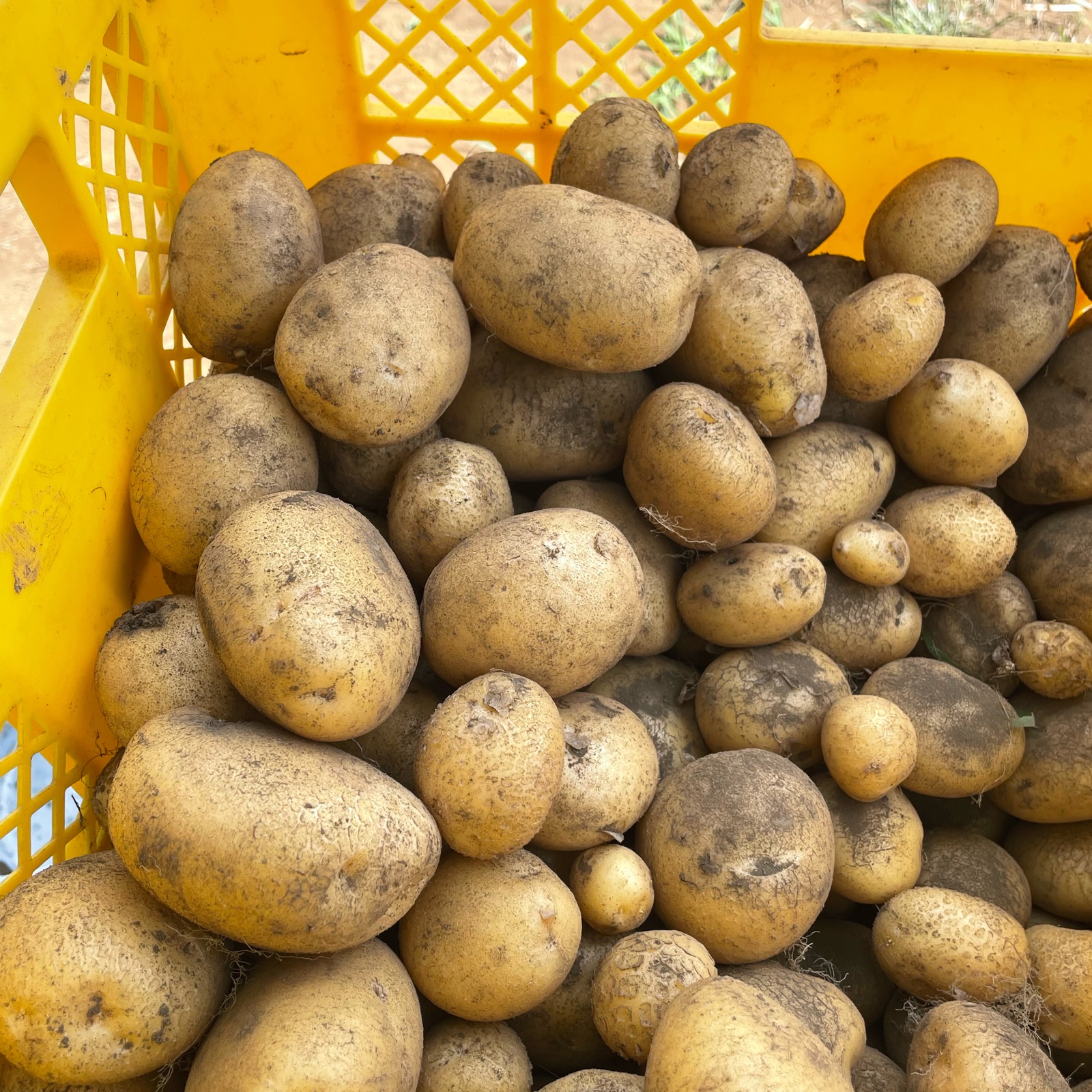 ながさき黄金約1.6キロ ｜ 野菜/じゃがいも 産直アウル 農家・漁師など