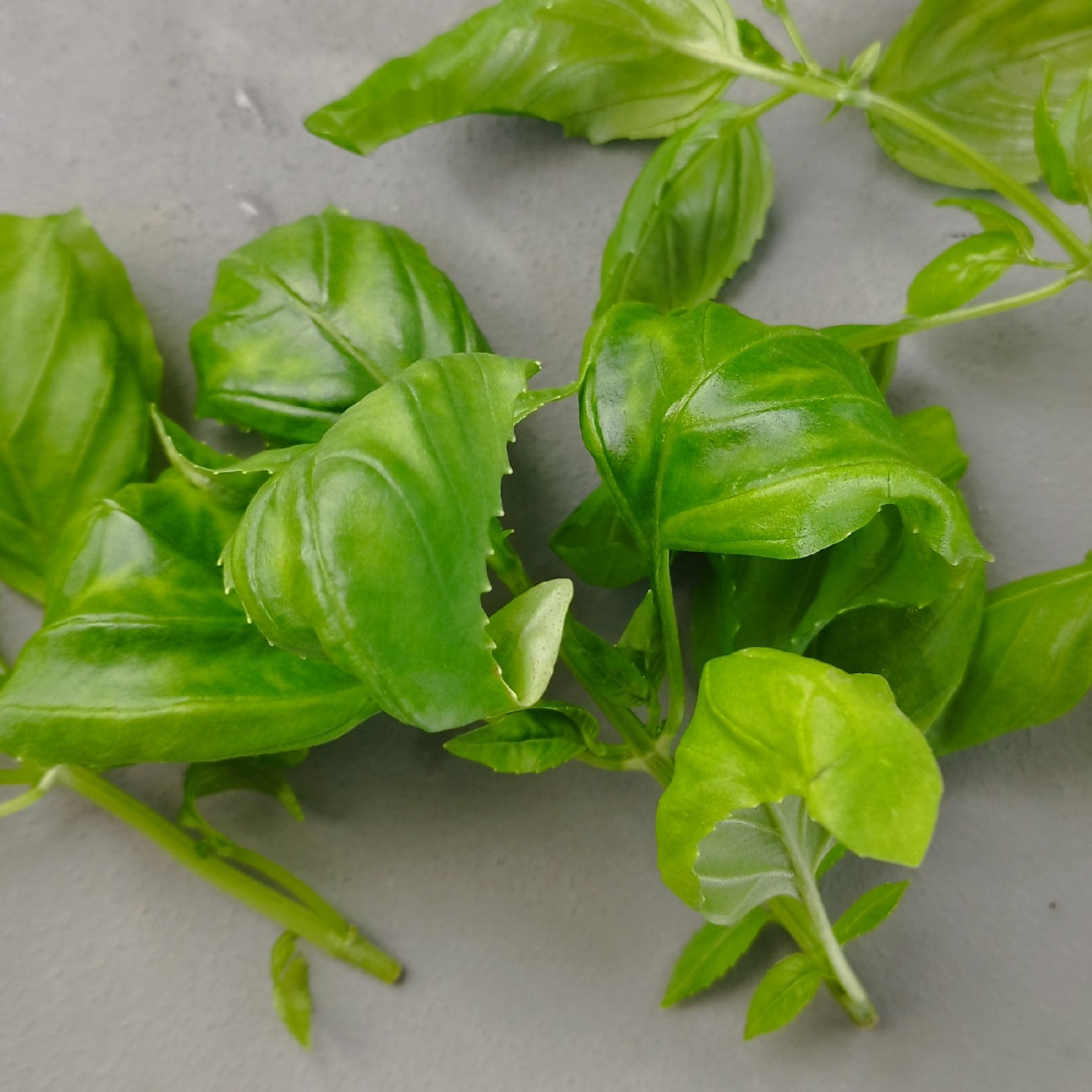 新鮮フレッシュ バジル 　無農薬 無農薬】フレッシュバジル 300g ｜ 野菜/ハーブ 産直アウル 農家・漁師