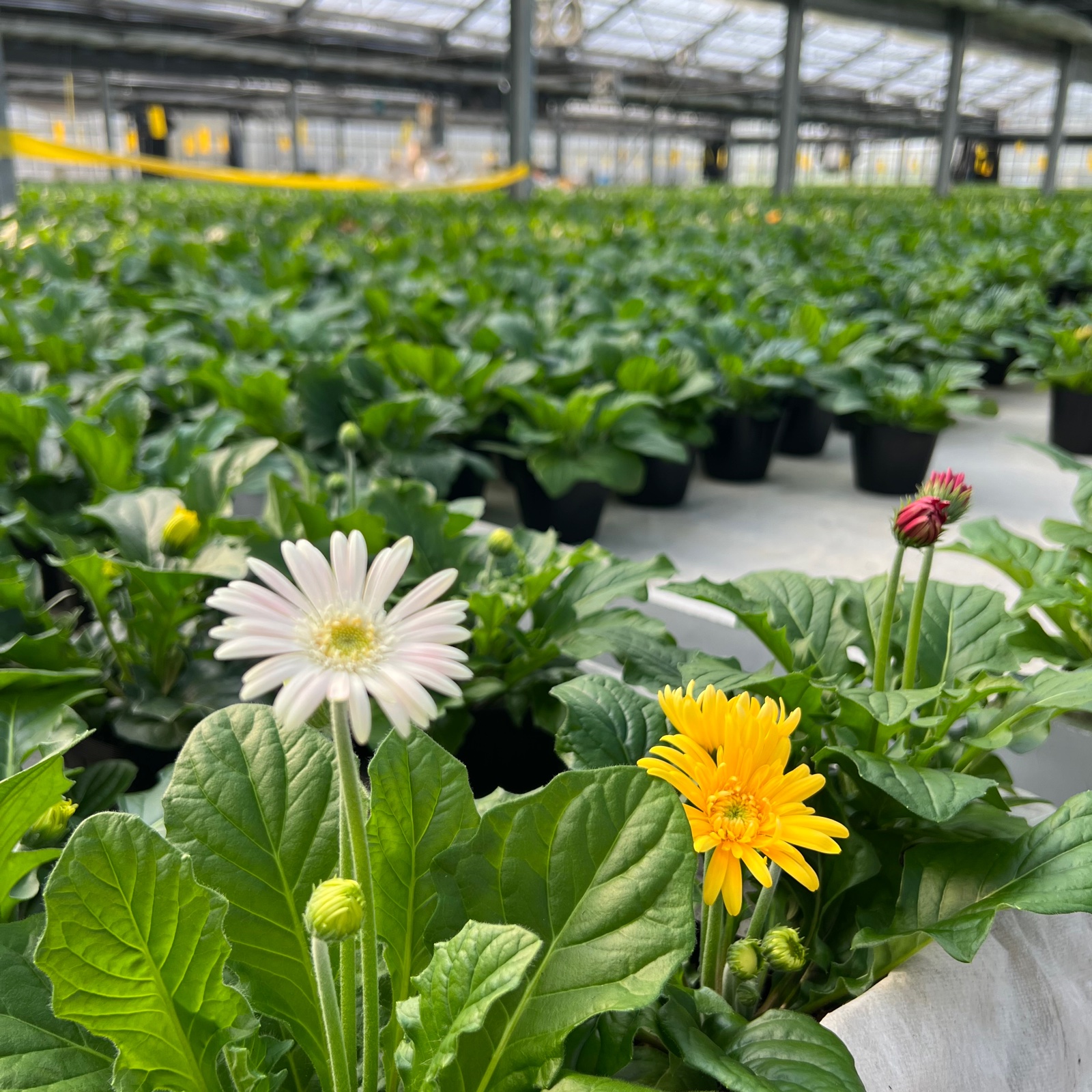 超早割】ミニガーベラ 鉢花 10鉢セット ｜ 花・植物/花・植物 産直