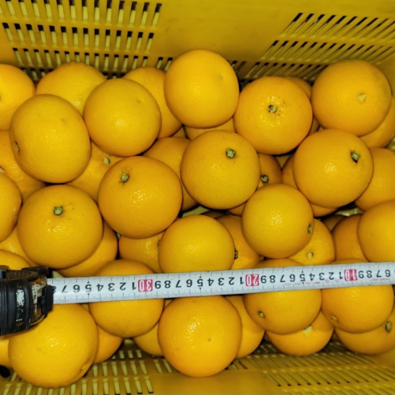 新春初売り】特別栽培 和歌山県産 極ウマ 八朔Mサイズ約10kg ｜ 果物