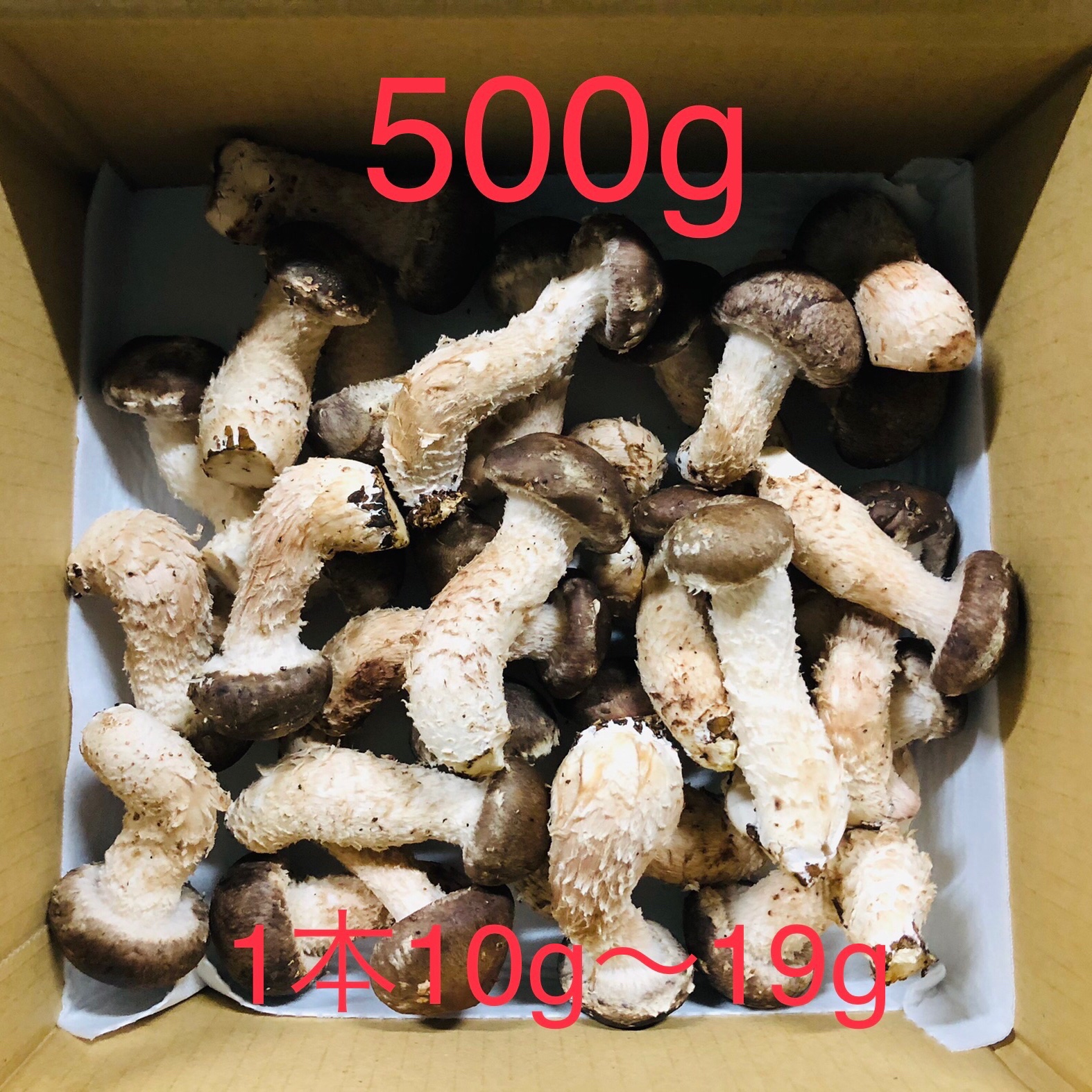 瀬戸内松きのこスタンダードサイズ500g | 野菜/きのこ 産直アウル 農家