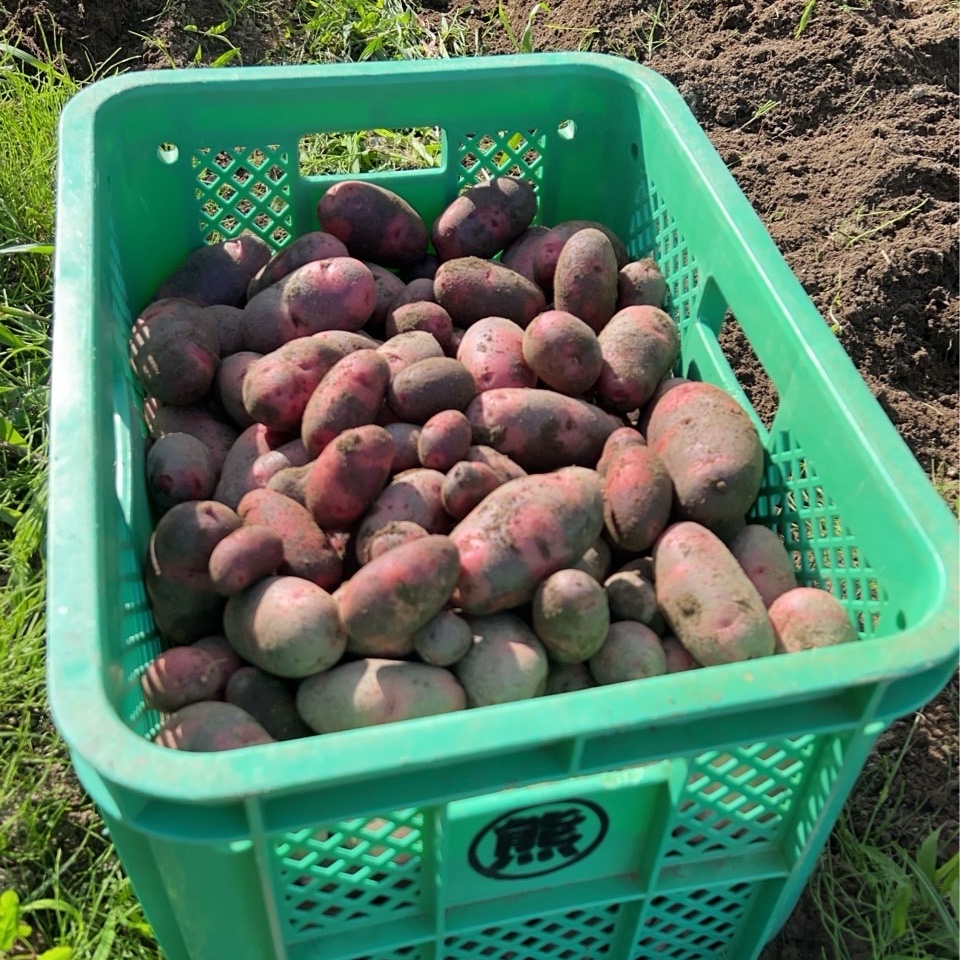 希少品種！無農薬、化学肥料不使用で育ったデストロイヤー3kg ｜ 野菜