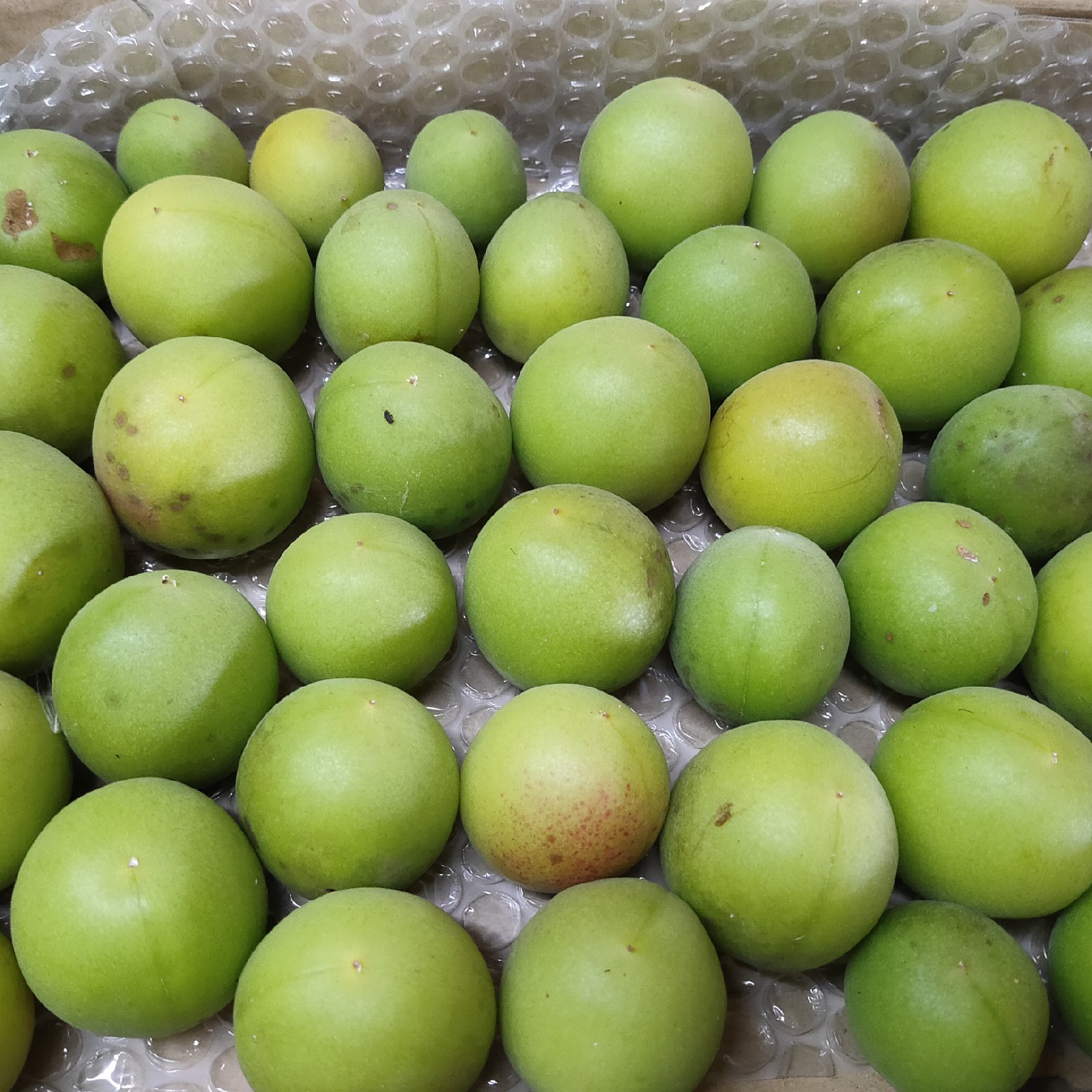無農薬で育った青梅1kg ｜ 果物/その他果物 産直アウル 農家・漁師