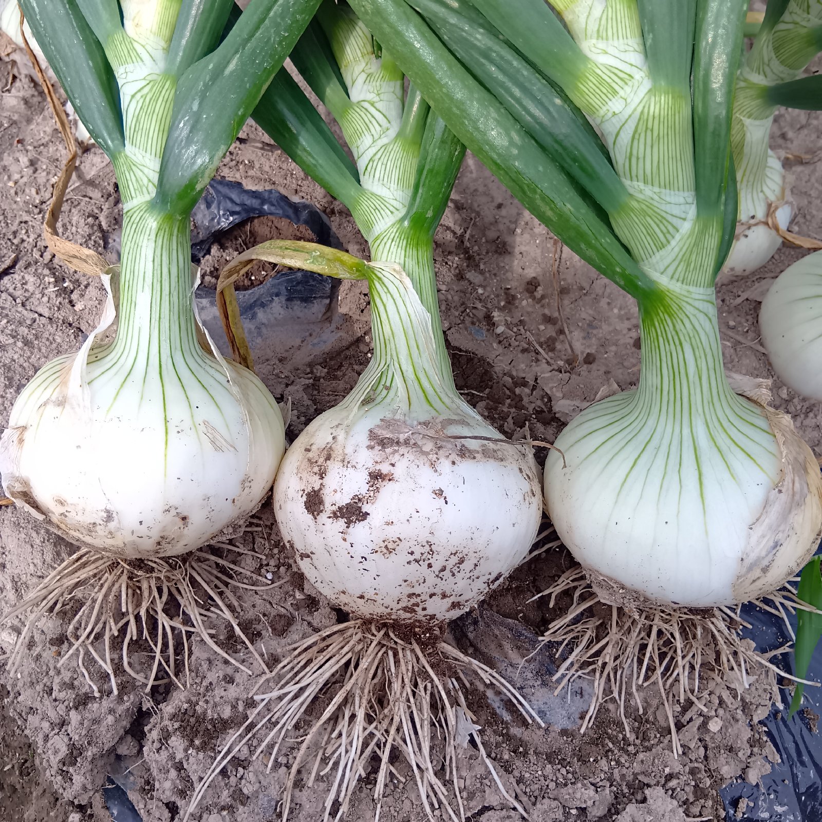 1fff095b474a6f16b3f892d810e5db