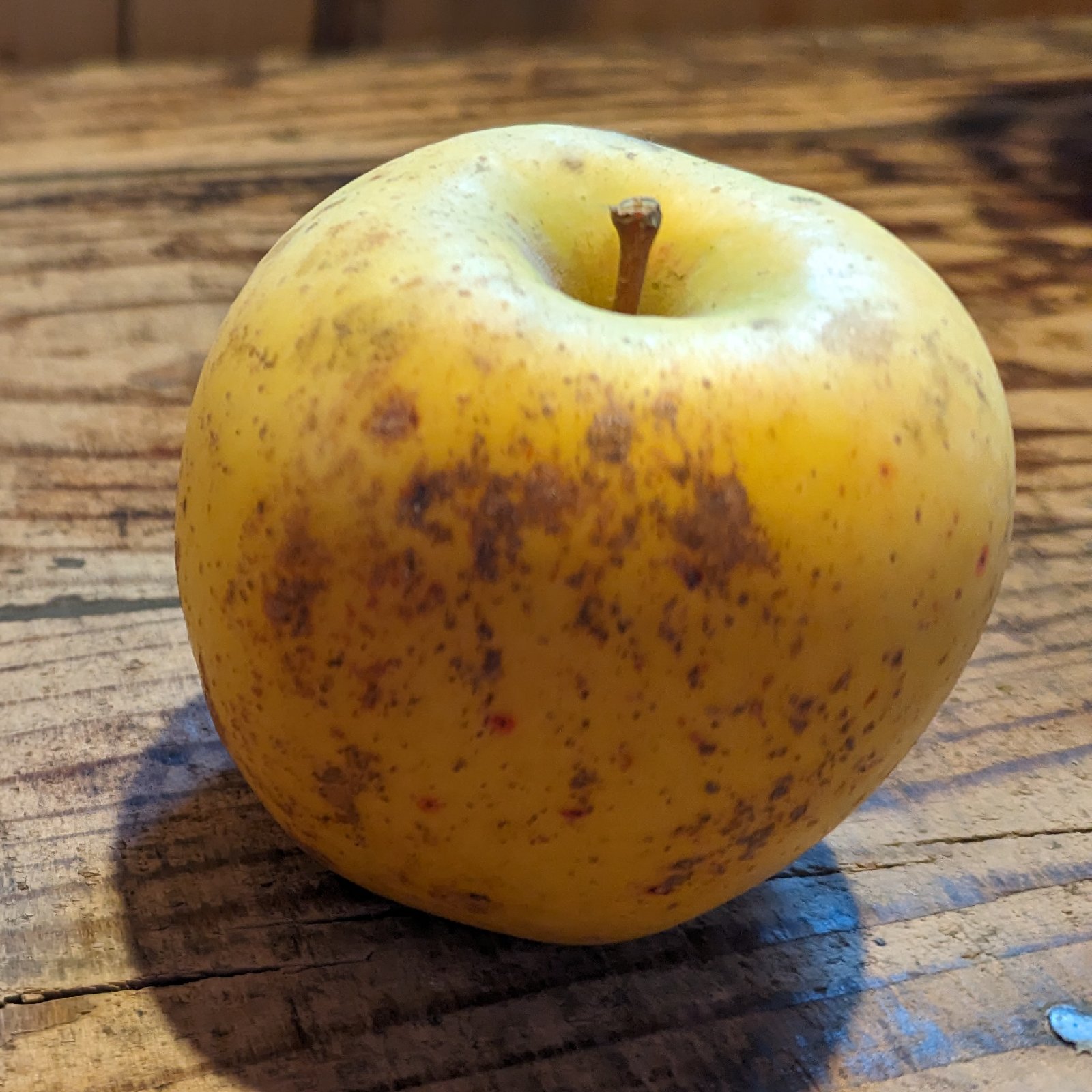 訳あり】サンはるか5kg箱 | 果物/りんご 産直アウル 農家から直接野菜