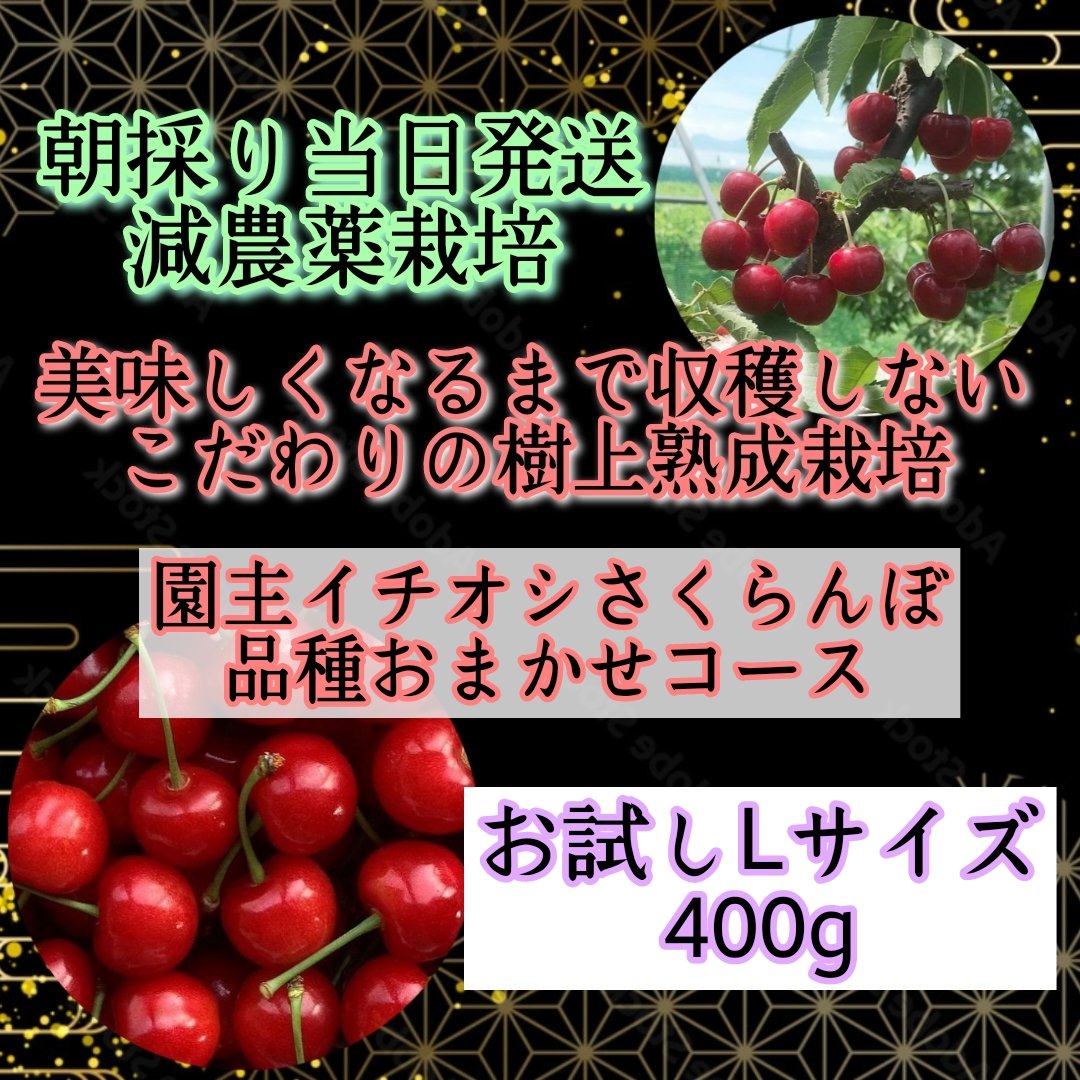 朝採り当日発送*こだわりの樹上熟成栽培さくらんぼ《園主イチオシ