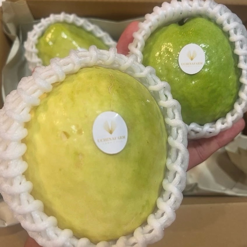 沖縄県産 サラダグアバ(白) Ｂ品約10kg【常温便】① 沖縄県産 サラダグアバ(白) B品約10kg【常温便】① 【総代理店