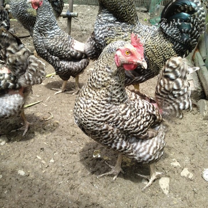 平飼い鶏卵 90個入り 大分県産 楽天市場】濃厚な味わい 平飼い赤鶏のたまご 10個入り×2パック(合計20