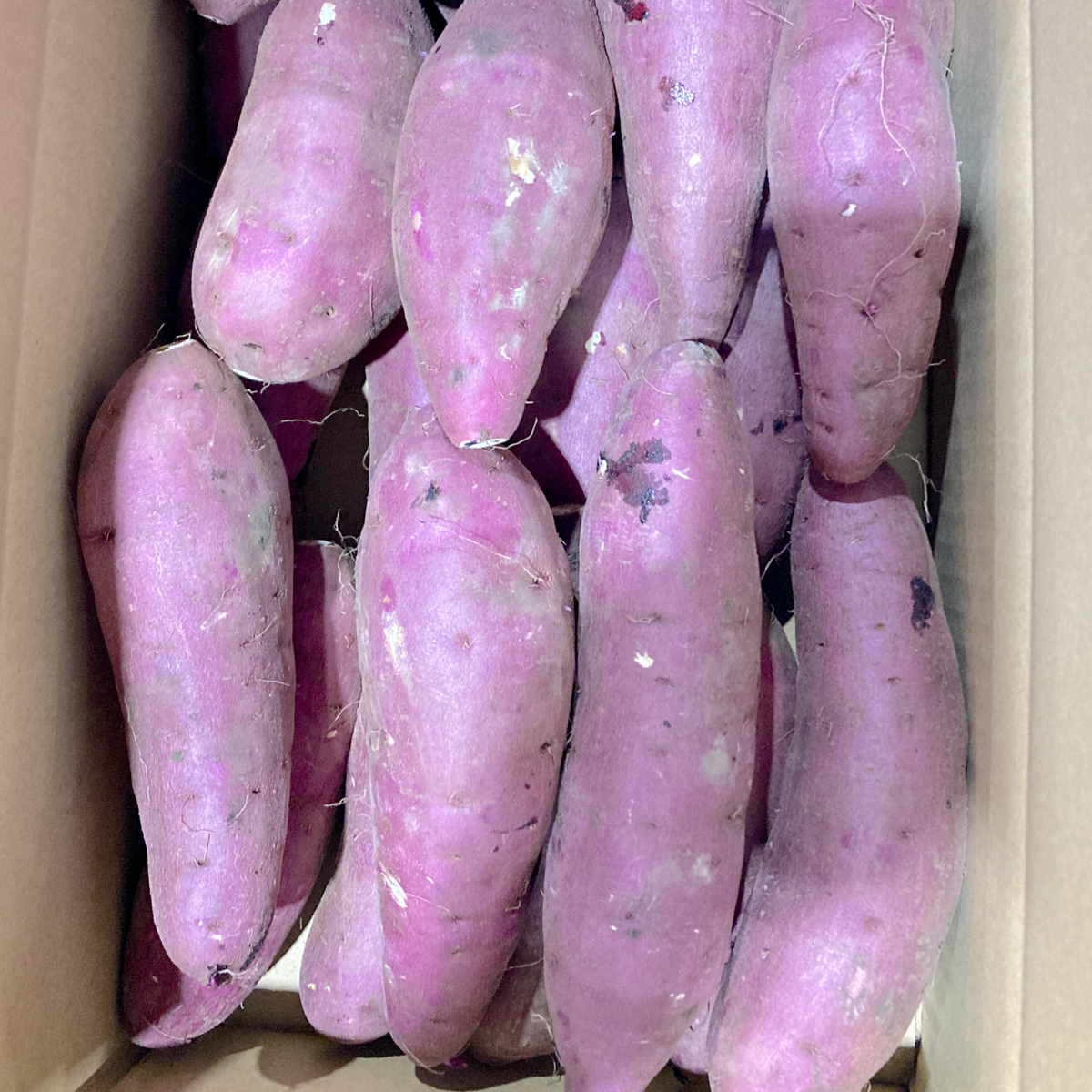 5周年限定】熊本県産 さつまいも 紅はるか 無規格外品 箱込み 約4kg