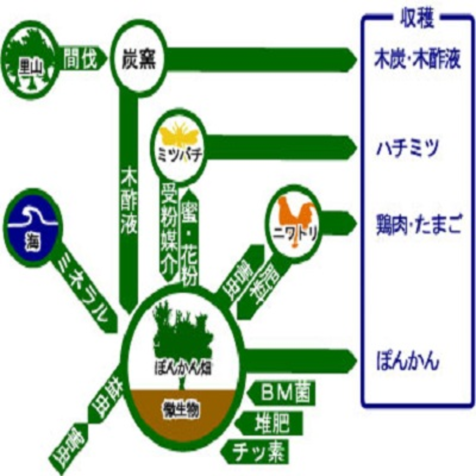 2025年高知県産訳あり栽培期間中農薬不使用ノーワックスレモン1キロ