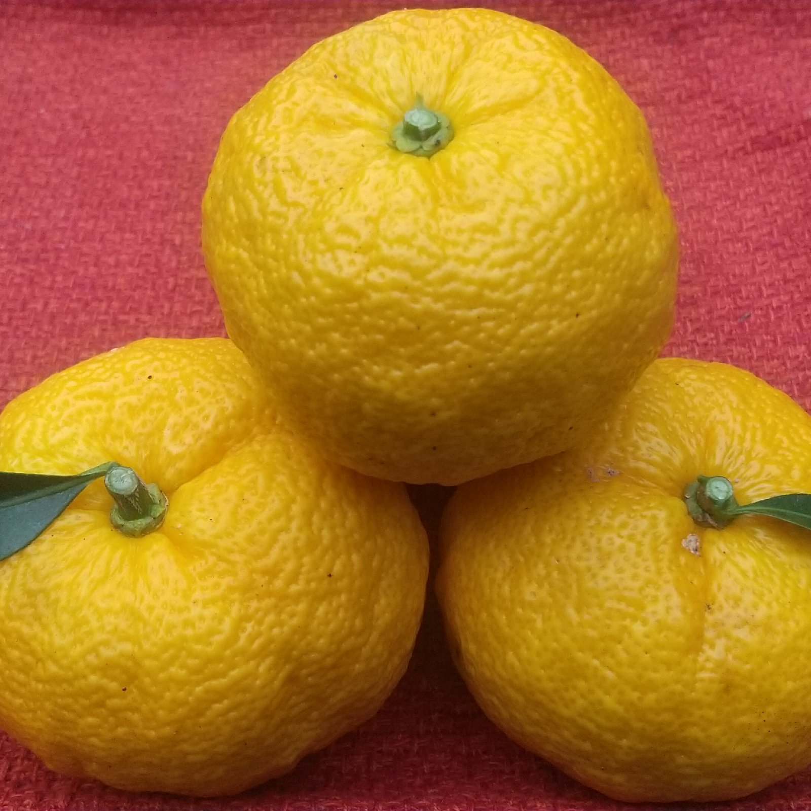 栽培期間中農薬・除草剤不使用】柚子詰め合わせ 【数量限定】 ｜ 果物