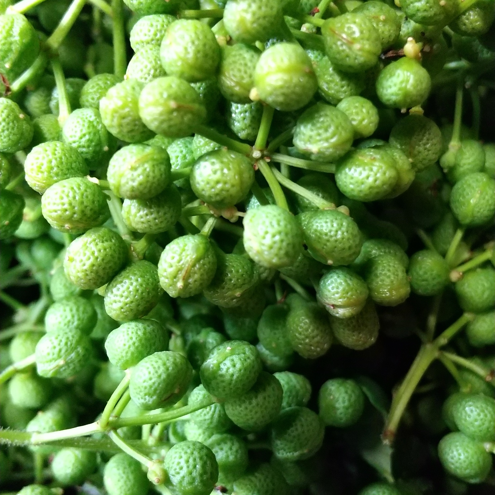 朝倉山椒・冷凍 ｜ 野菜/野菜の加工品 産直アウル 農家・漁師など生産