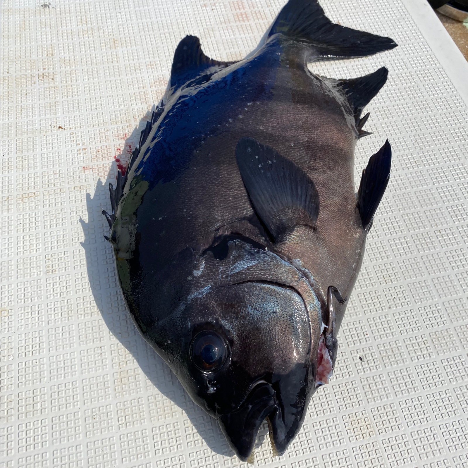 ガンガゼ ミスター石鯛 Mr.Ishidai 2k　クール便 石鯛　活バフンウニ バフンウニ ウニ シラガウニ 魚のエサ