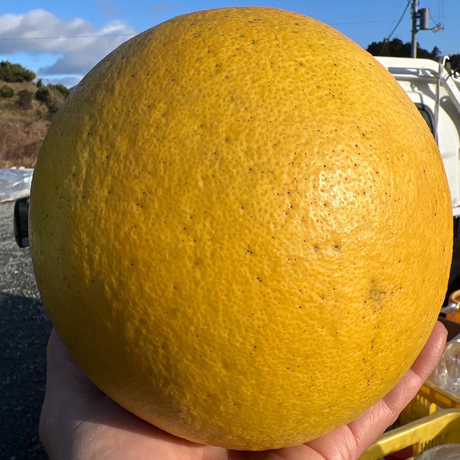 チャンドラポメロ　文旦　ウチムラサキ　5kg 友達に教えてもらった、世田谷区の吉実園で販売されていた「チャンドラ