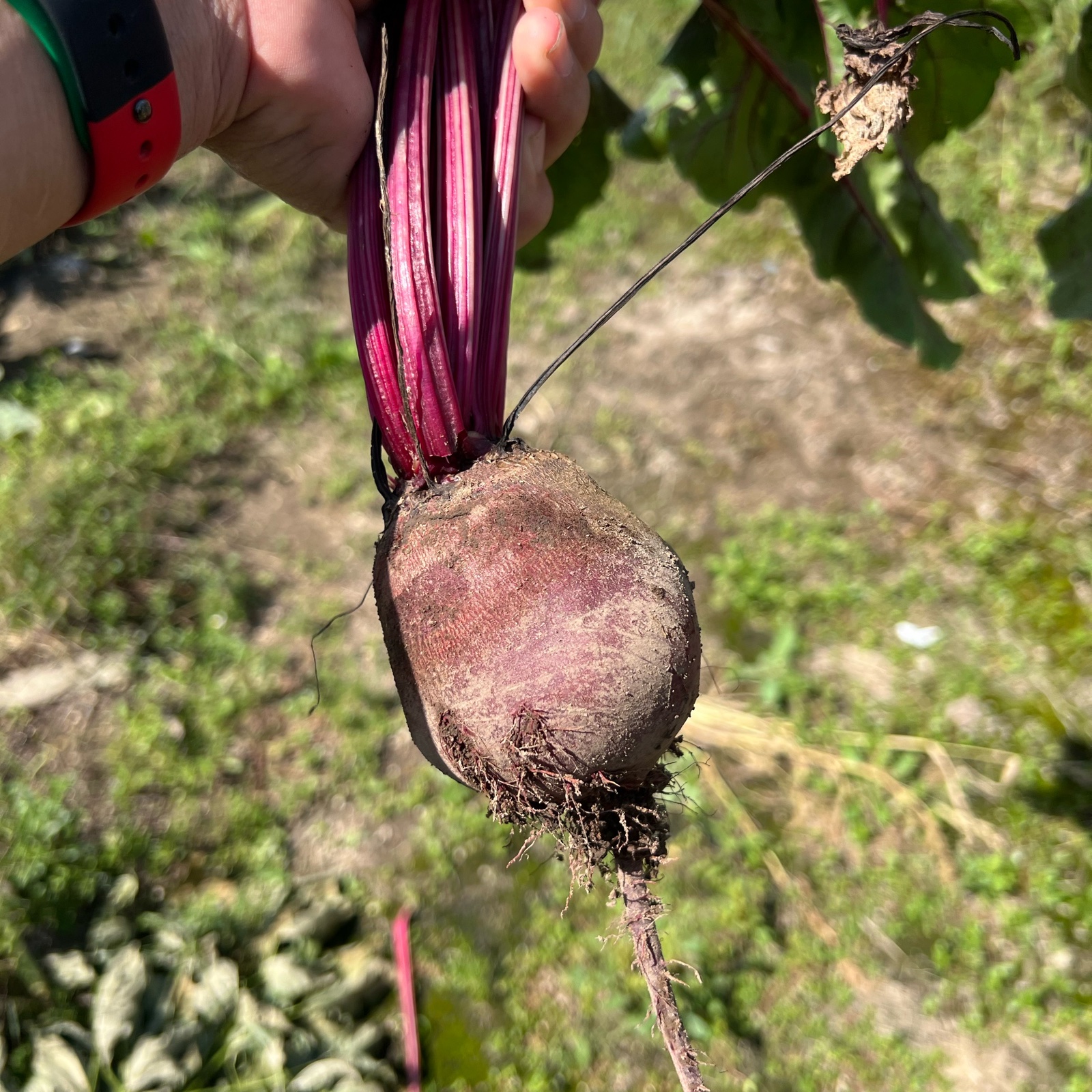2024年北海道産 ビーツ | 野菜/その他野菜 産直アウル 農家から直接