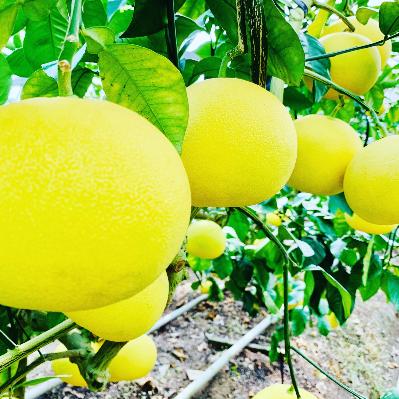 ご奉仕品 温室土佐文旦3kg化粧箱7個入り | 果物/オレンジ・その他