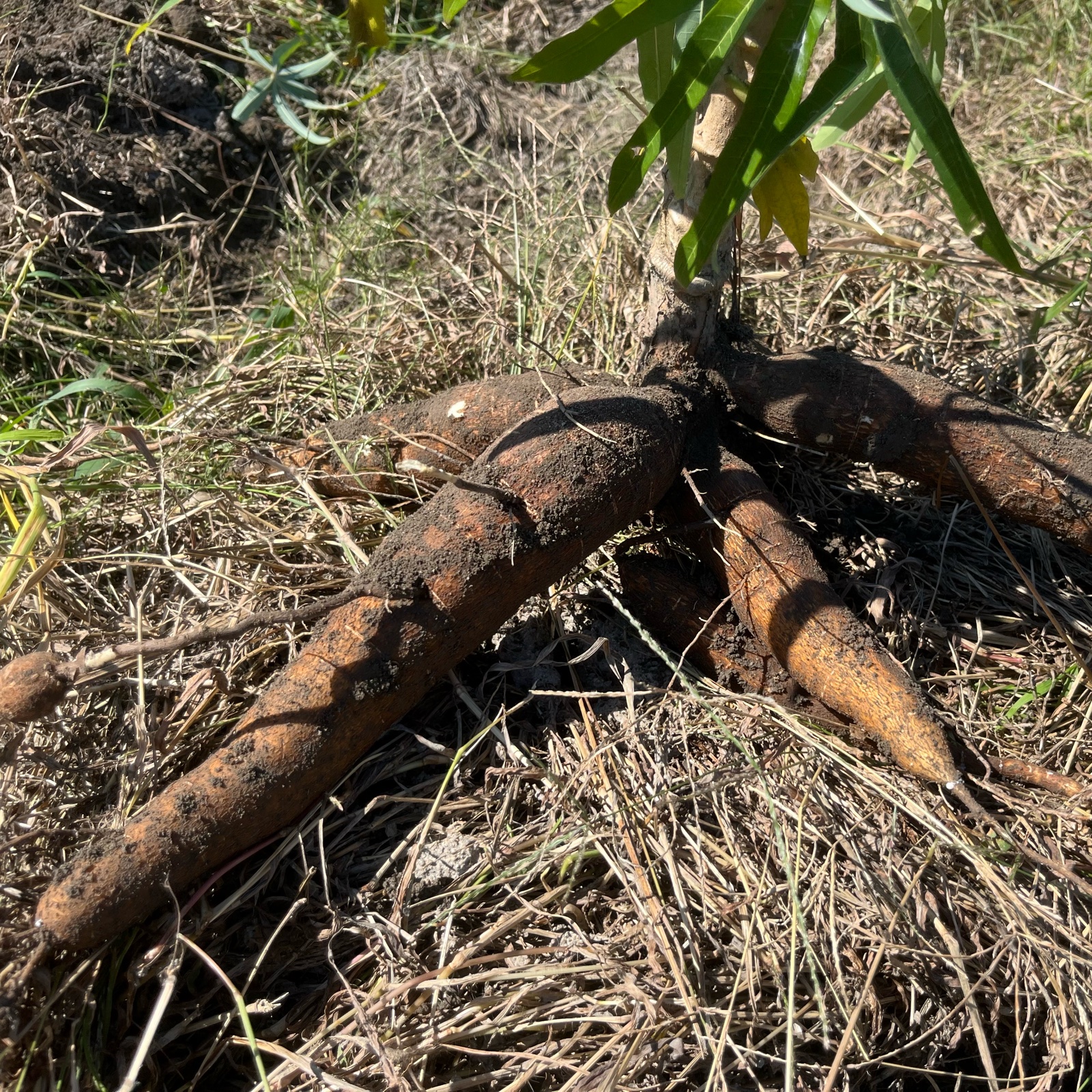 キャッサバ芋 甘味種 | 野菜/その他野菜 産直アウル 農家から直接野菜