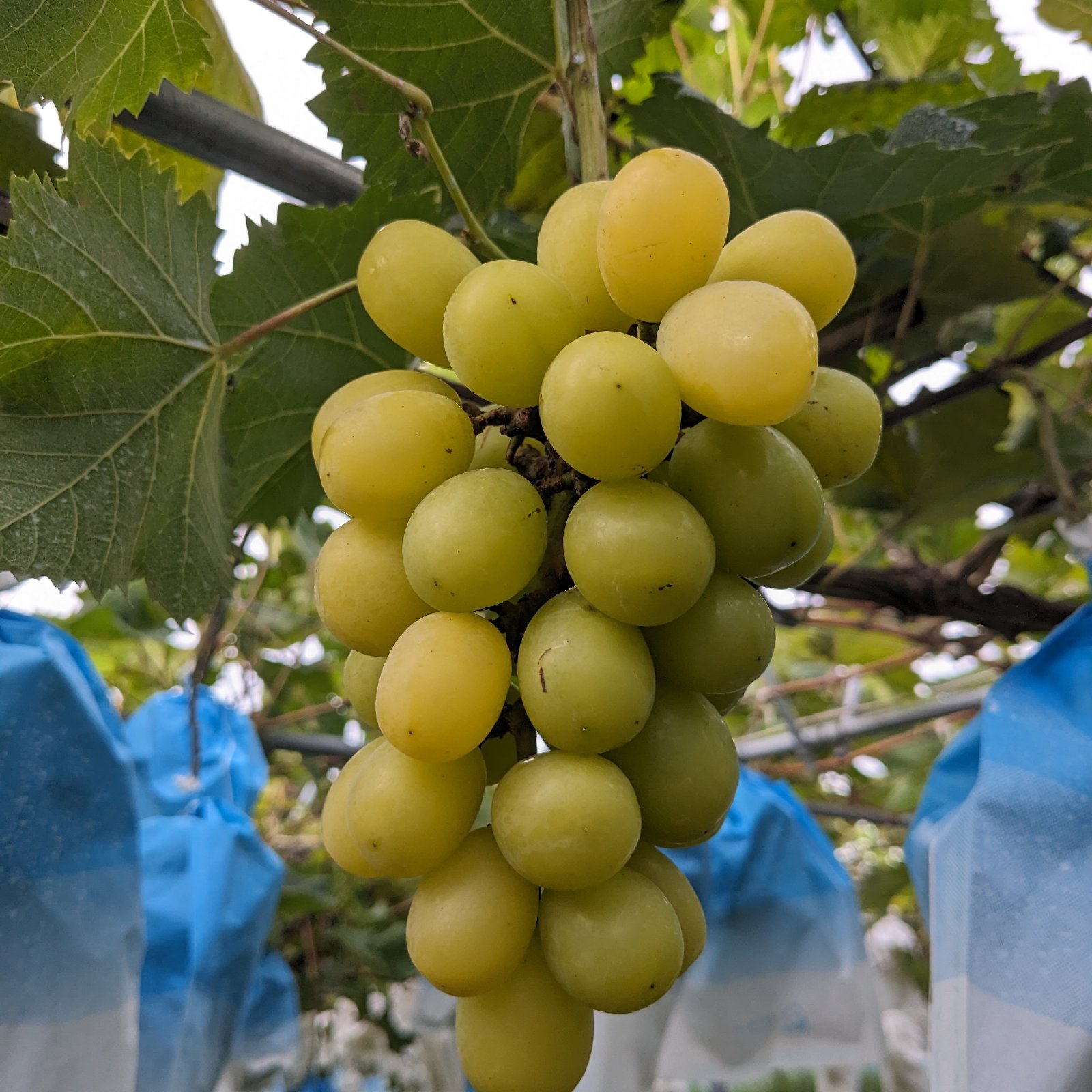 完熟黄色のゴールデンシャインマスカット 約4キロ | 果物/ぶどう 産直