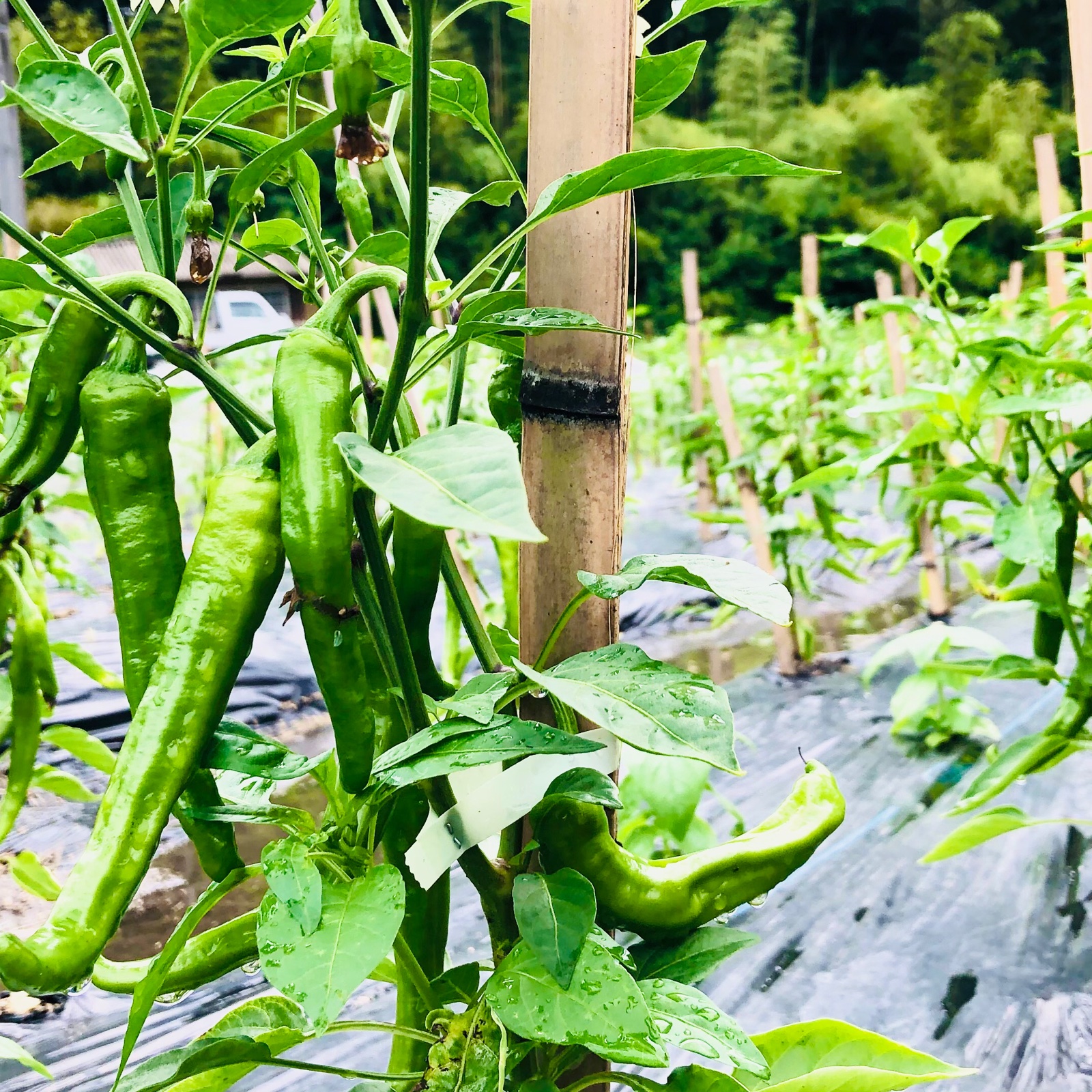 自然栽培】✨万願寺とうがらし！やめられない！止まらない！ご飯が進む