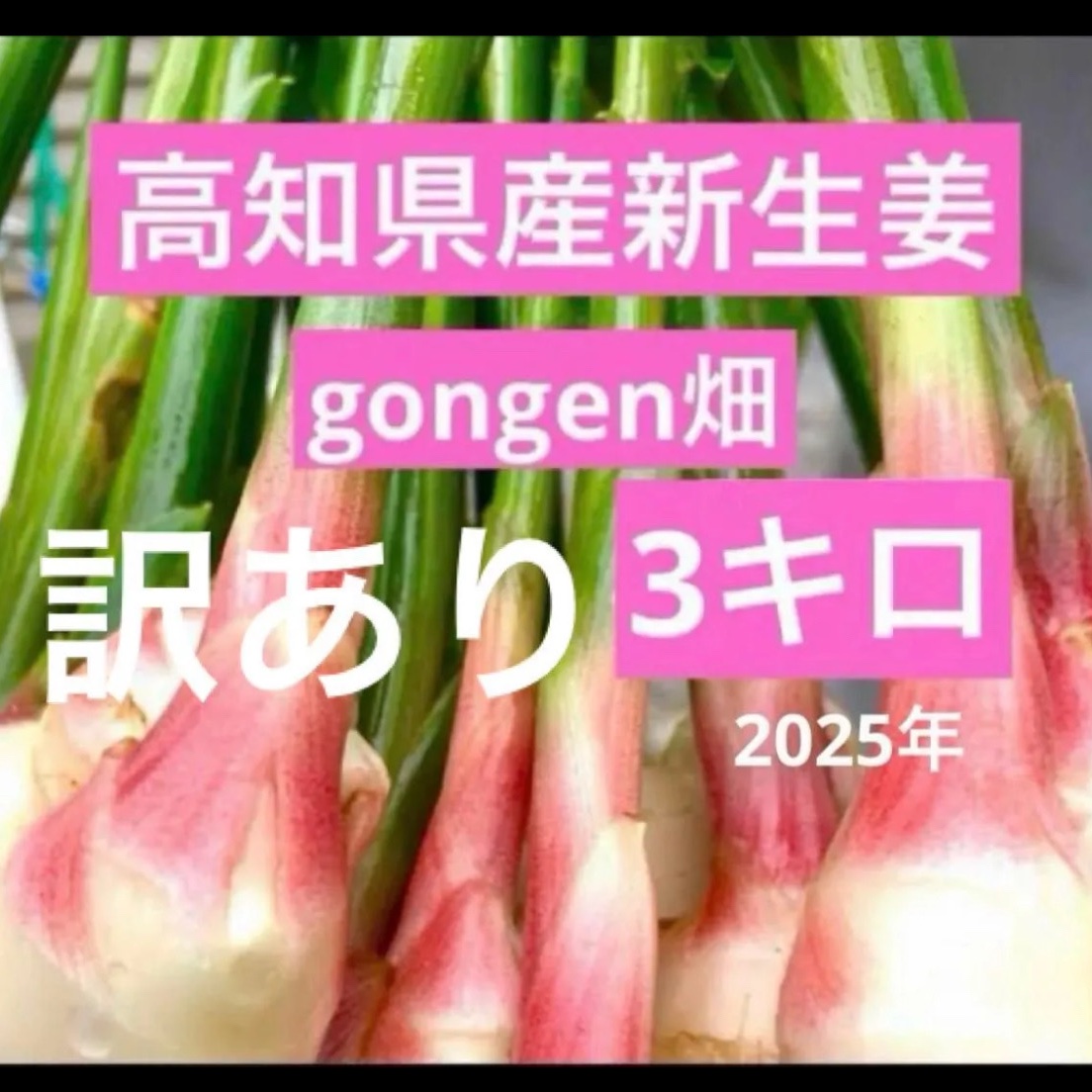 高知県産 朝採れ新生姜 訳あり3キロ ｜ 野菜/薬味 産直アウル 農家