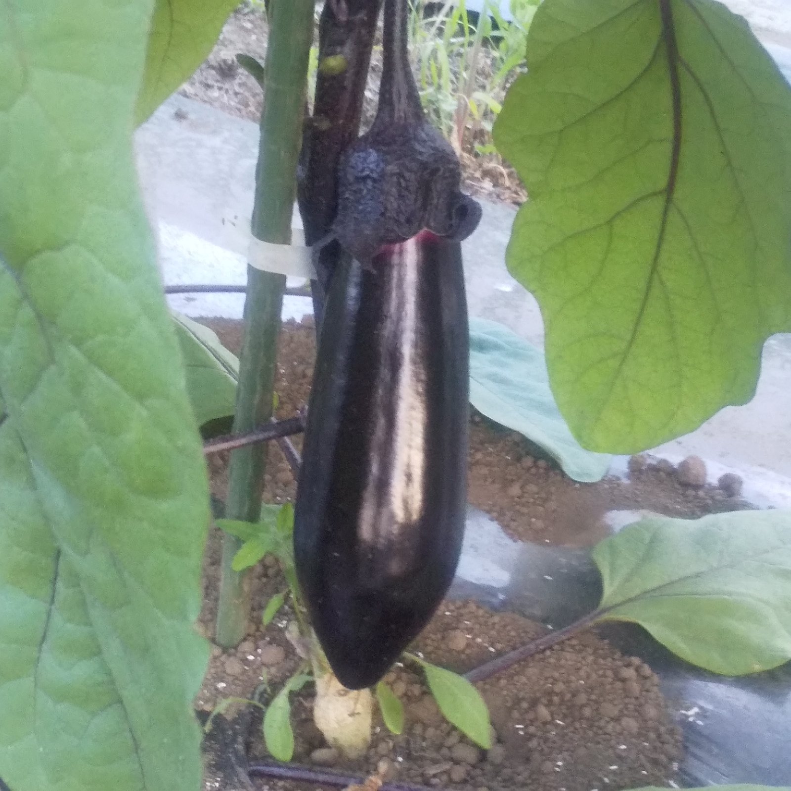 とろける長なす7キロ ｜ 野菜/茄子 産直アウル 農家・漁師など生産者