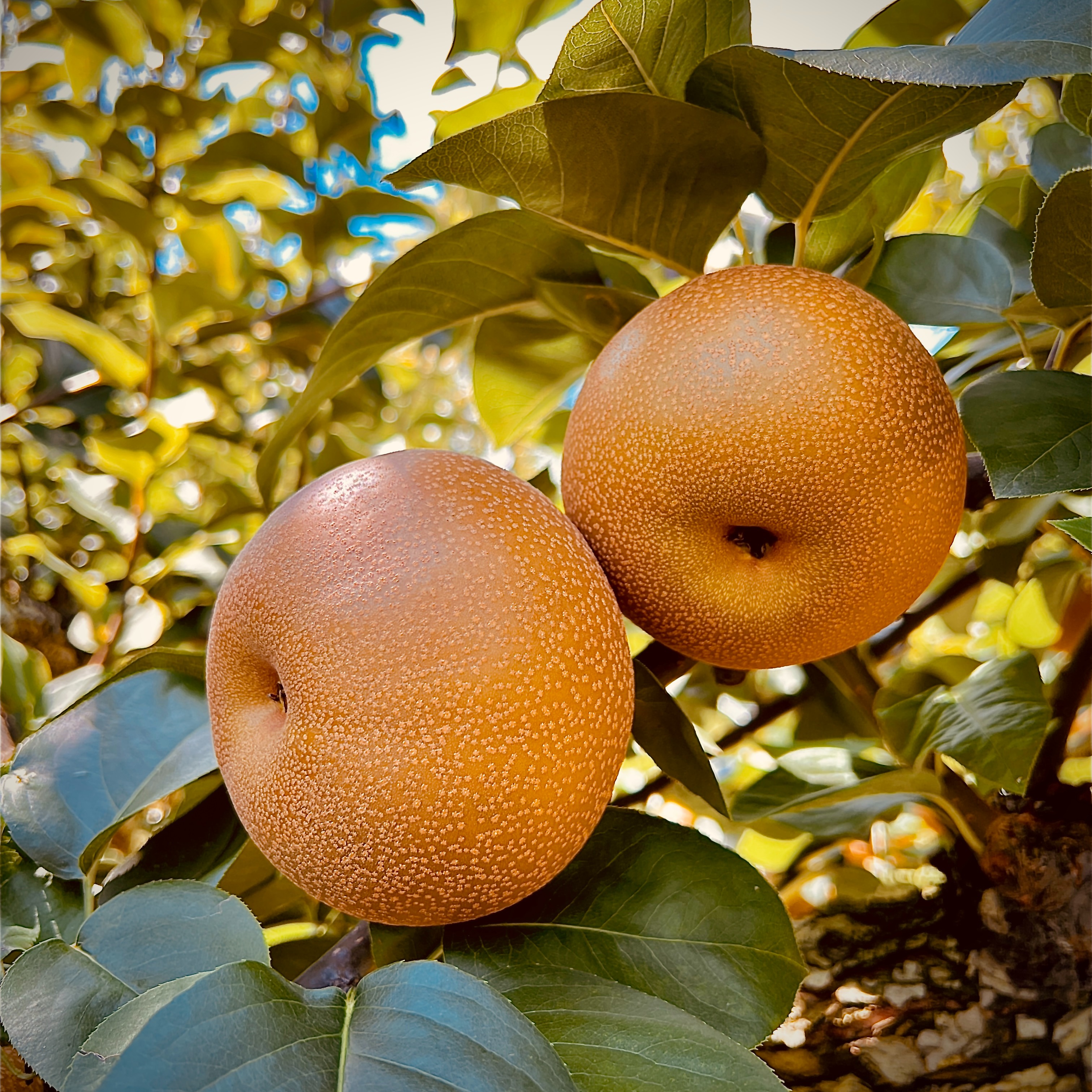 梨 あきづき3kg | 果物/梨 産直アウル 農家から直接野菜などの食材を