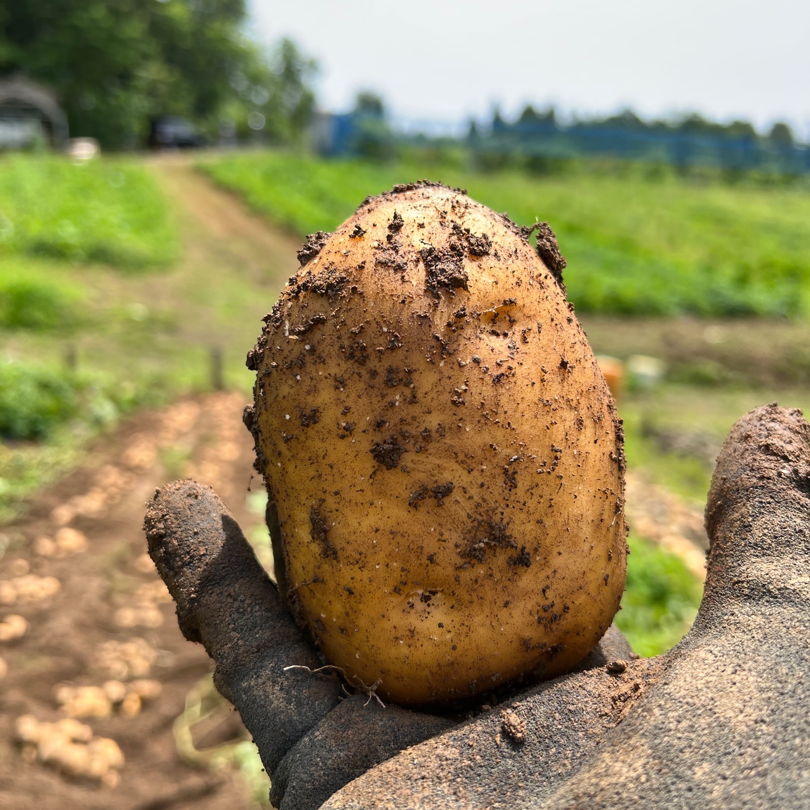 インカのめざめの産地直送食材一覧（通販・お取り寄せ）-産直アウル
