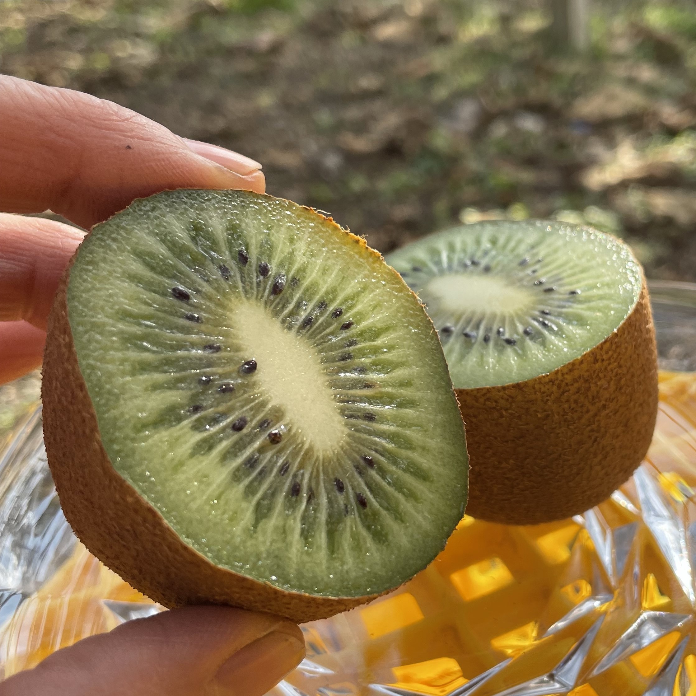 クール発送【福袋2026】おまけ付き！熟すと甘～い〈みつばちキウイ